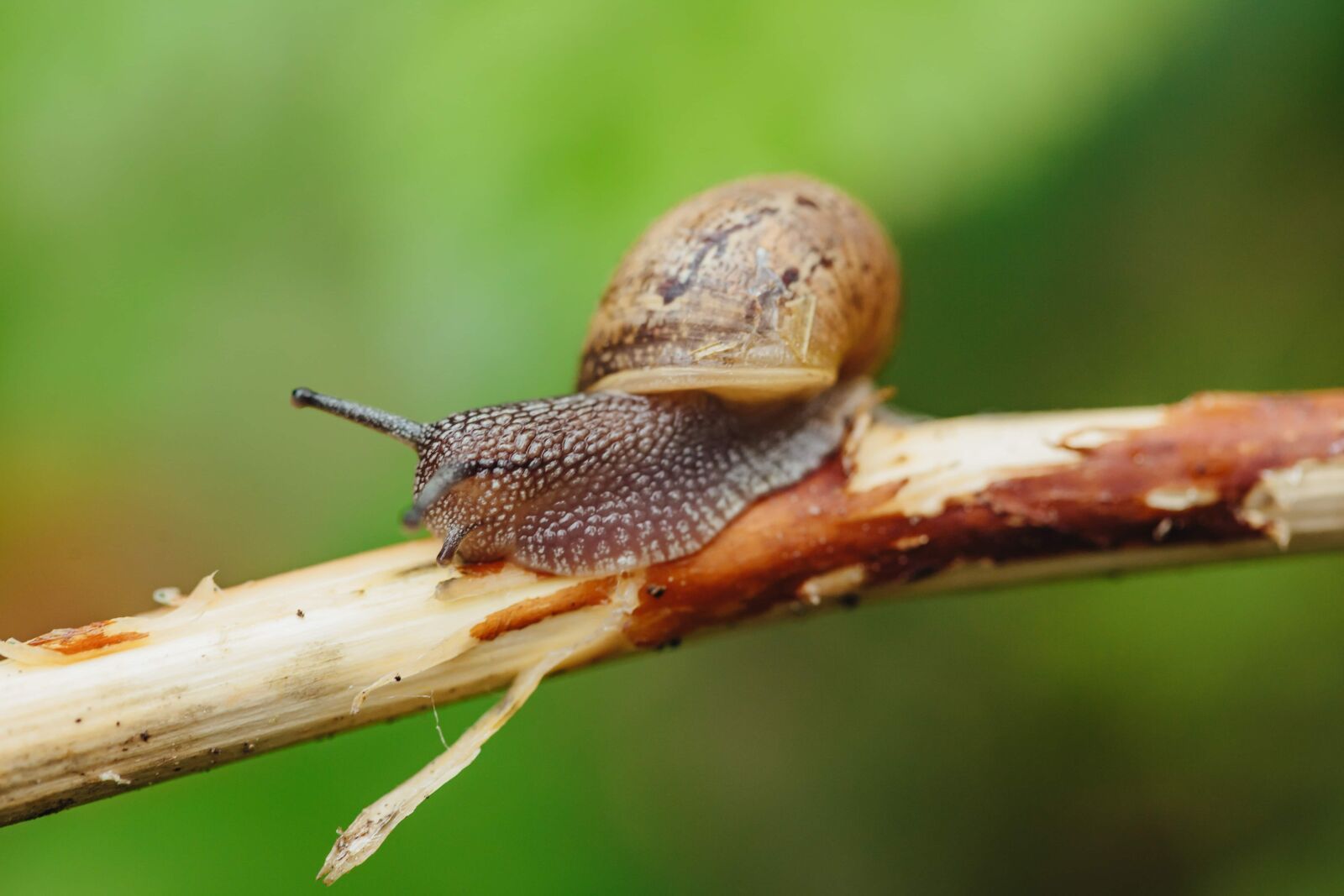 Canon EF 100mm F2.8 Macro USM sample photo. Skin, macro, snail, twig photography