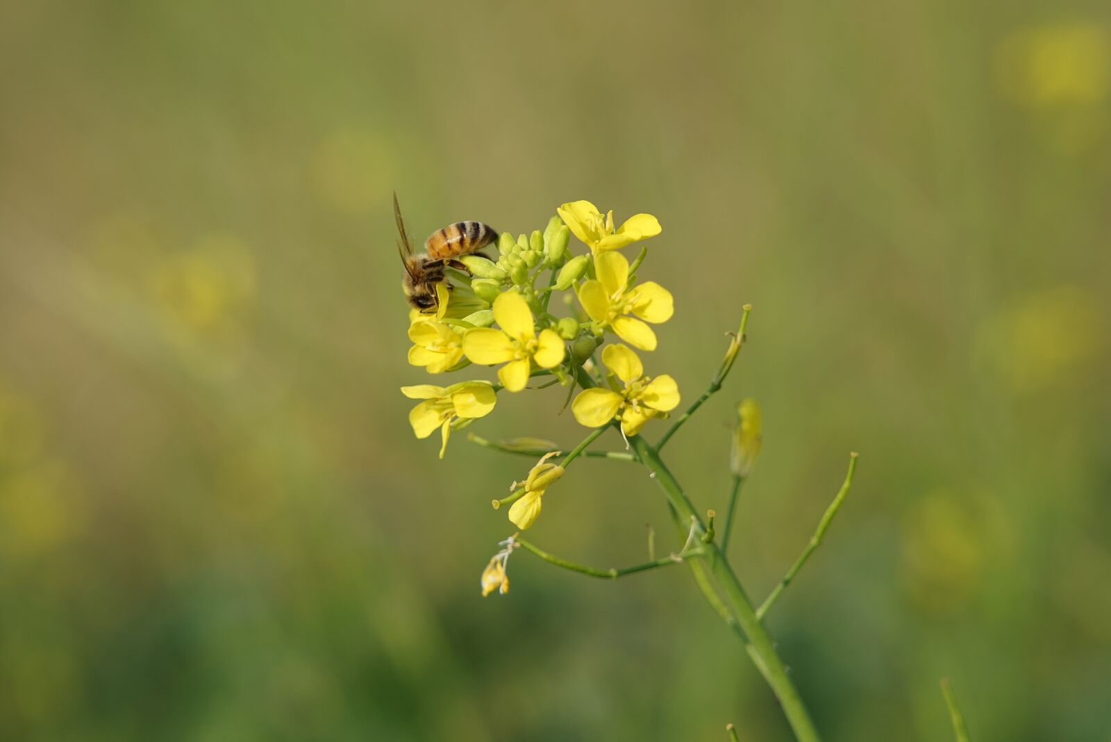 Sony FE 24-105mm F4 G OSS sample photo. Bee, green, nature photography