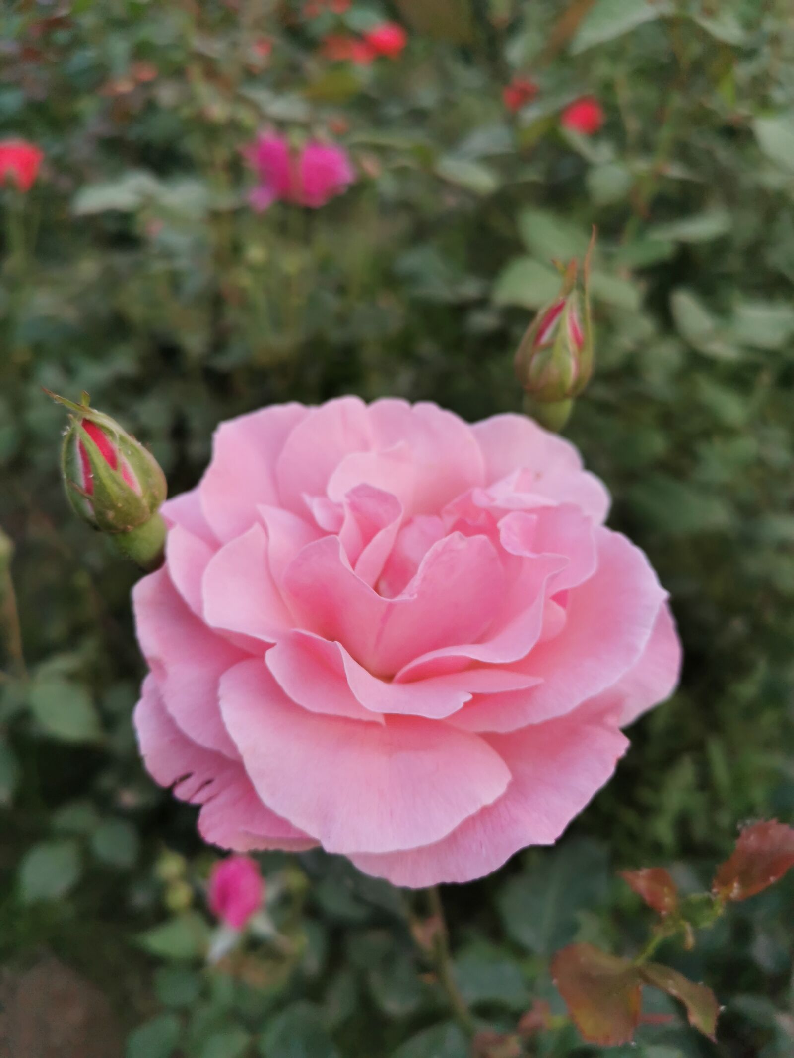 HUAWEI P30 sample photo. Rose, pink, flower photography