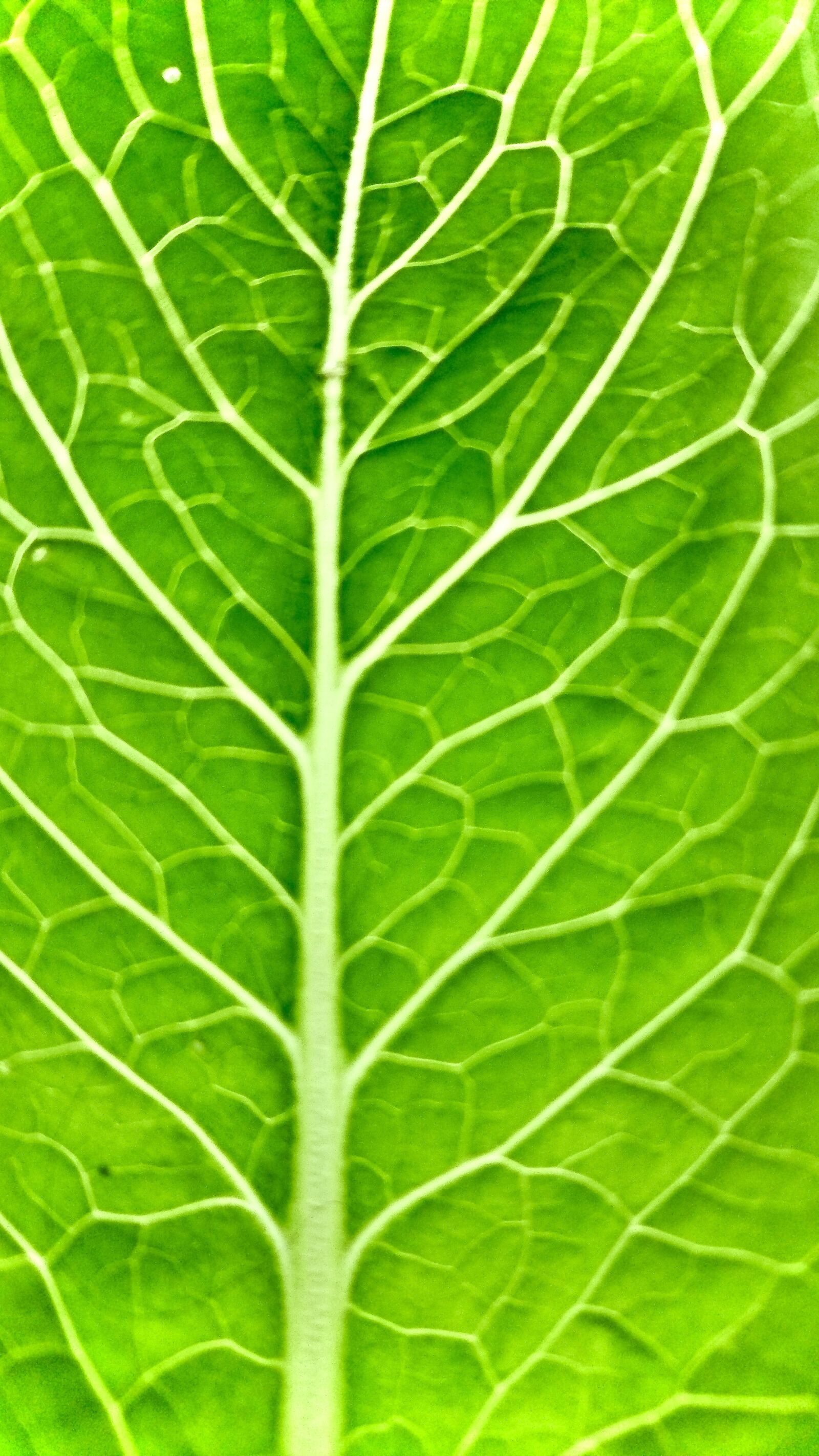 Sony Xperia Z5 Compact sample photo. Green, leaf, nature photography