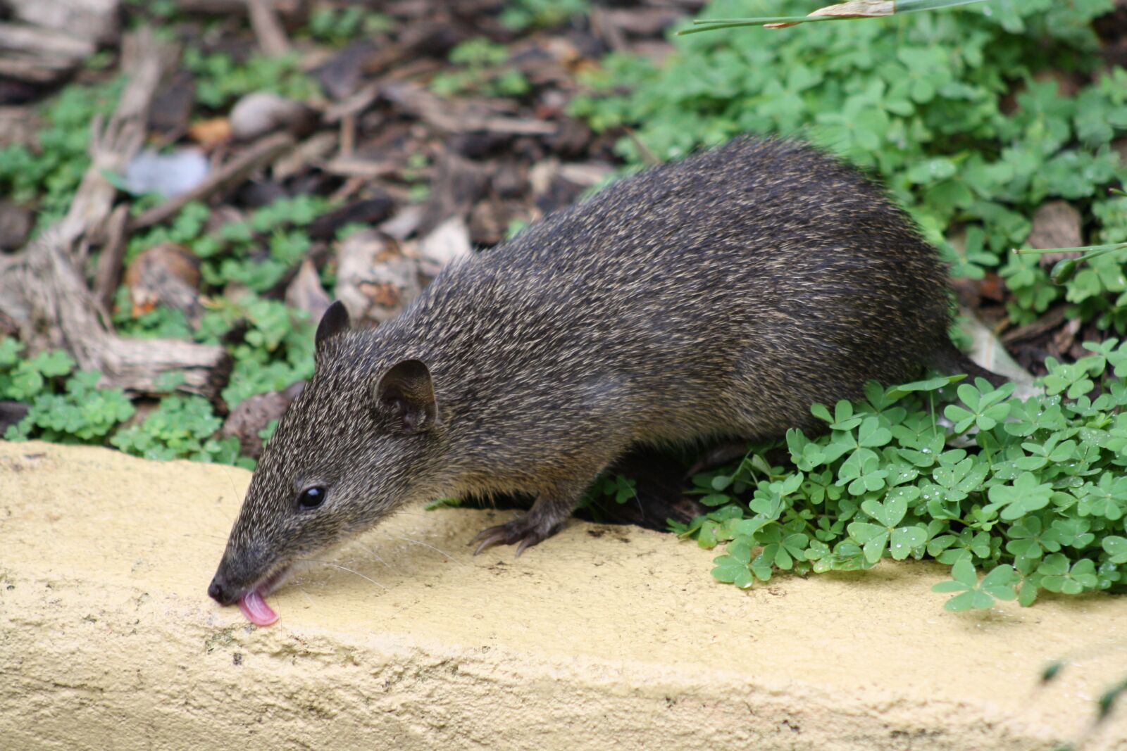 Canon EOS 1000D (EOS Digital Rebel XS / EOS Kiss F) sample photo. Marsupial, furry, garden photography