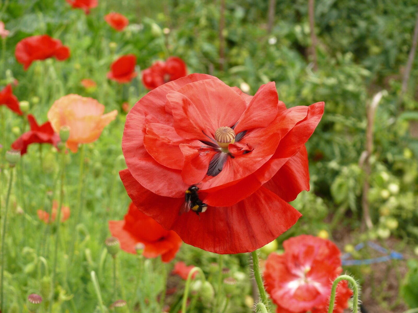 Panasonic DMC-FZ50 sample photo. Poppy, flower, mack photography