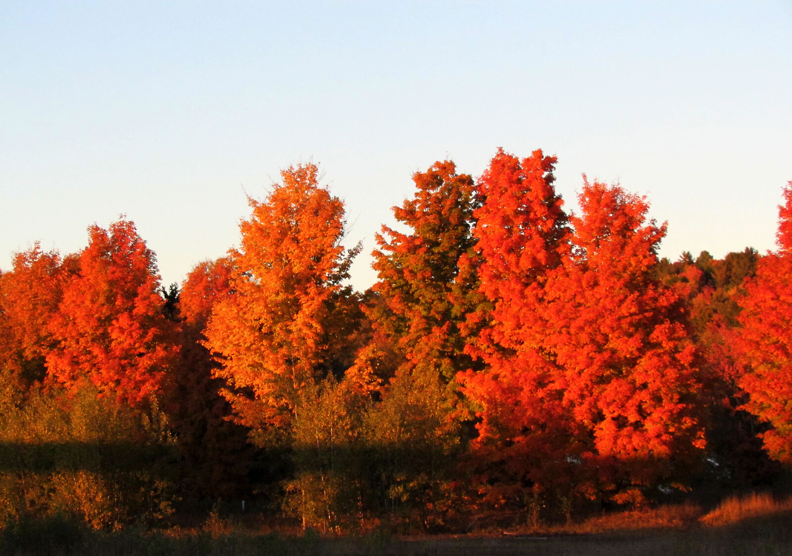Canon PowerShot SX30 IS sample photo. Fall, foliage photography