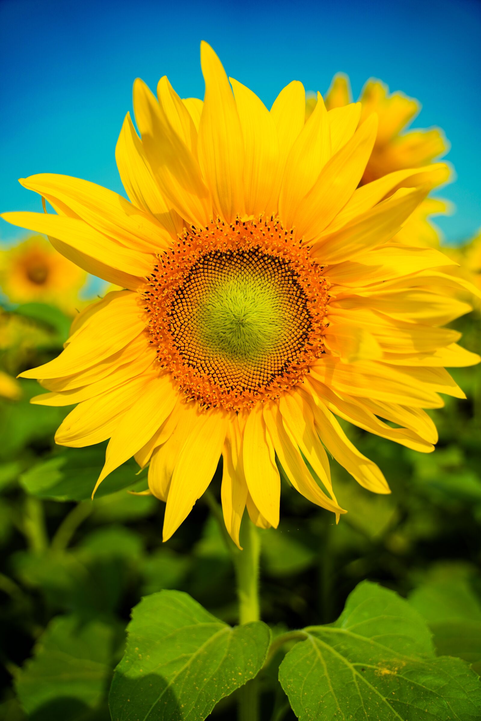 Sony a7 III + Tamron 28-75mm F2.8 Di III RXD sample photo. Flower, sunflower, nature photography