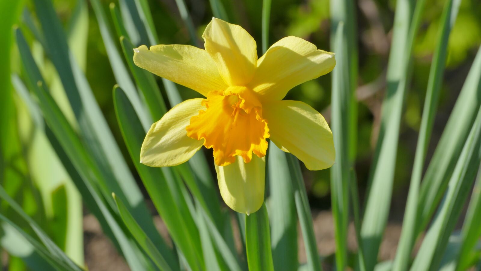 Panasonic Lumix DMC-FZ1000 sample photo. Narcissus, daffodil, flower photography