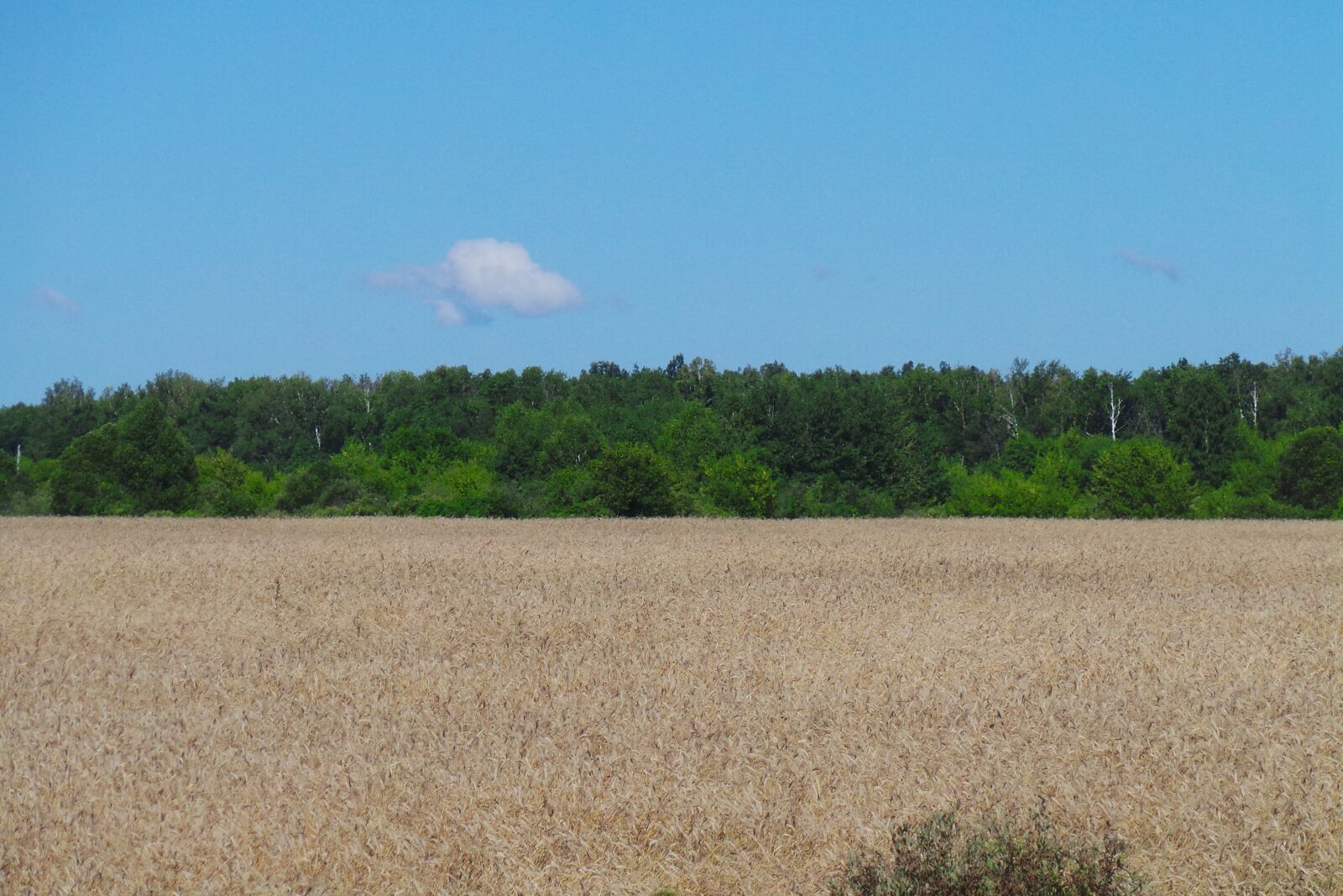 Samsung Galaxy Camera (Wi-Fi) sample photo. Field, grain, sky photography