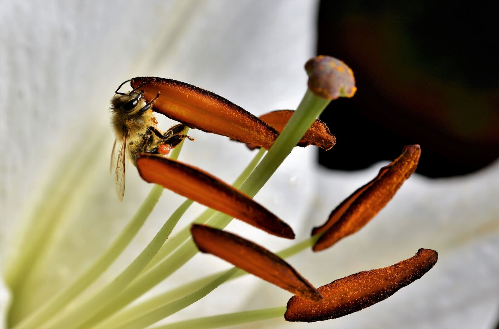 Nikon D7200 sample photo. Lily, blossom, bloom photography