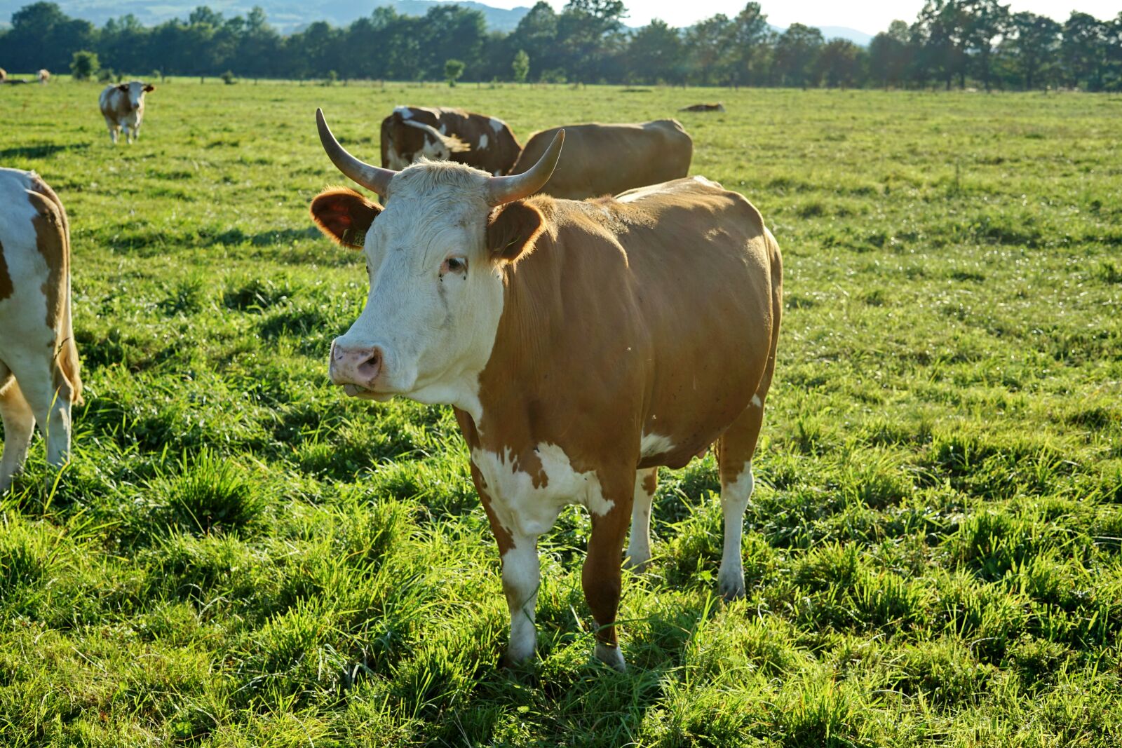 Sony a7 II + Sony FE 50mm F1.8 sample photo. Cow, green, meadow photography