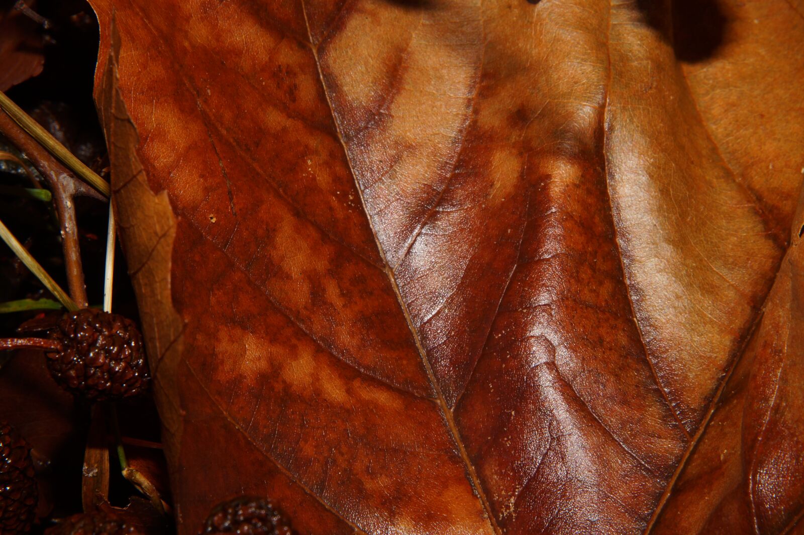 Sony SLT-A58 sample photo. Leaf, fallen, brown photography