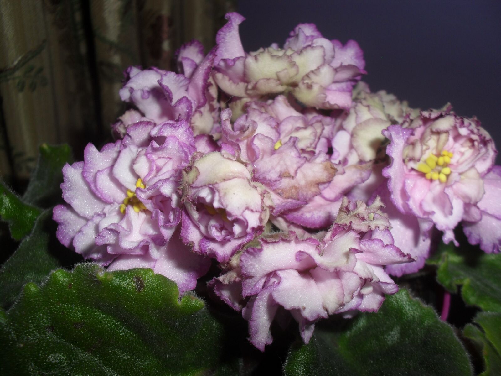 Samsung ES60 / VLUU ES60 /  SL105 /  ES63 sample photo. Flower, potted, violet photography