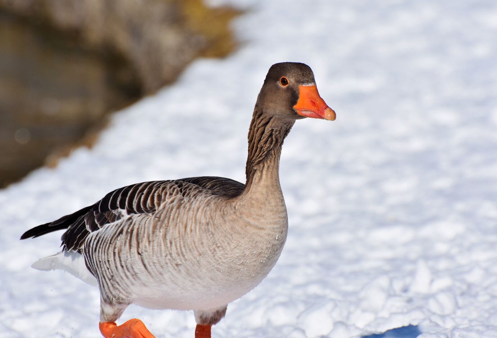 Nikon D7200 sample photo. Goose, greylag goose, wild photography
