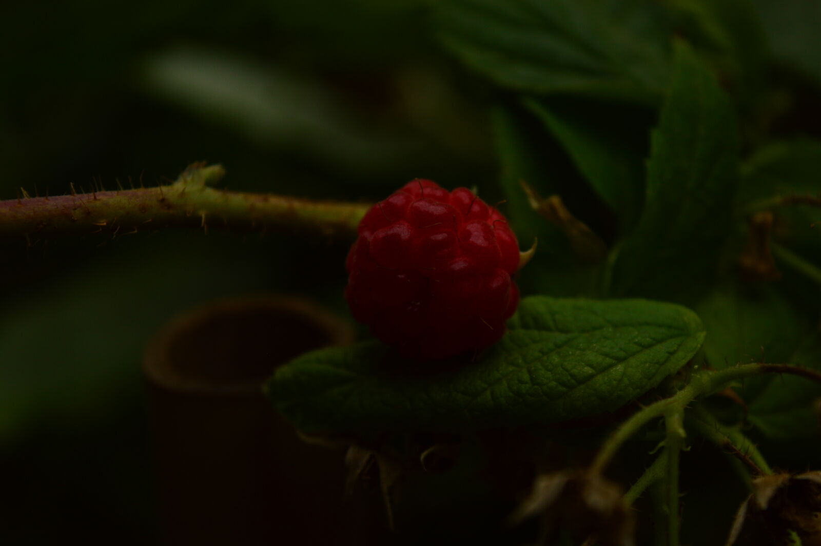 Nikon D3200 sample photo. Raspberry photography