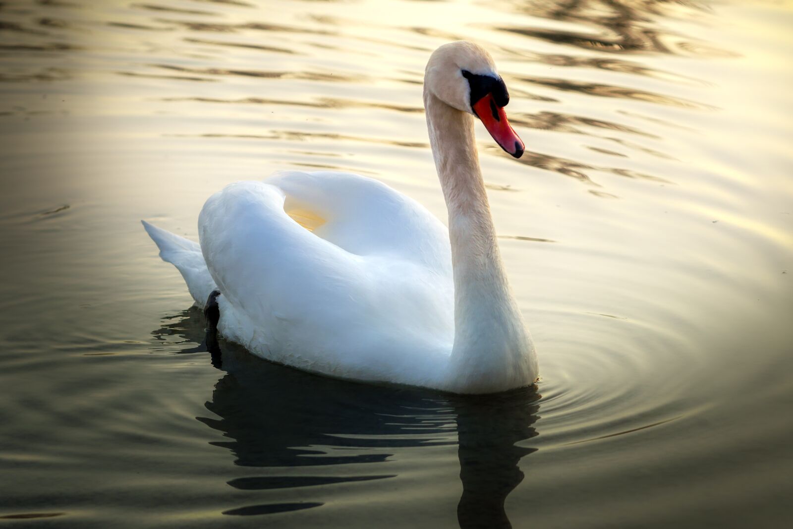 Panasonic Lumix DMC-GX8 sample photo. Swan, bird, animal photography
