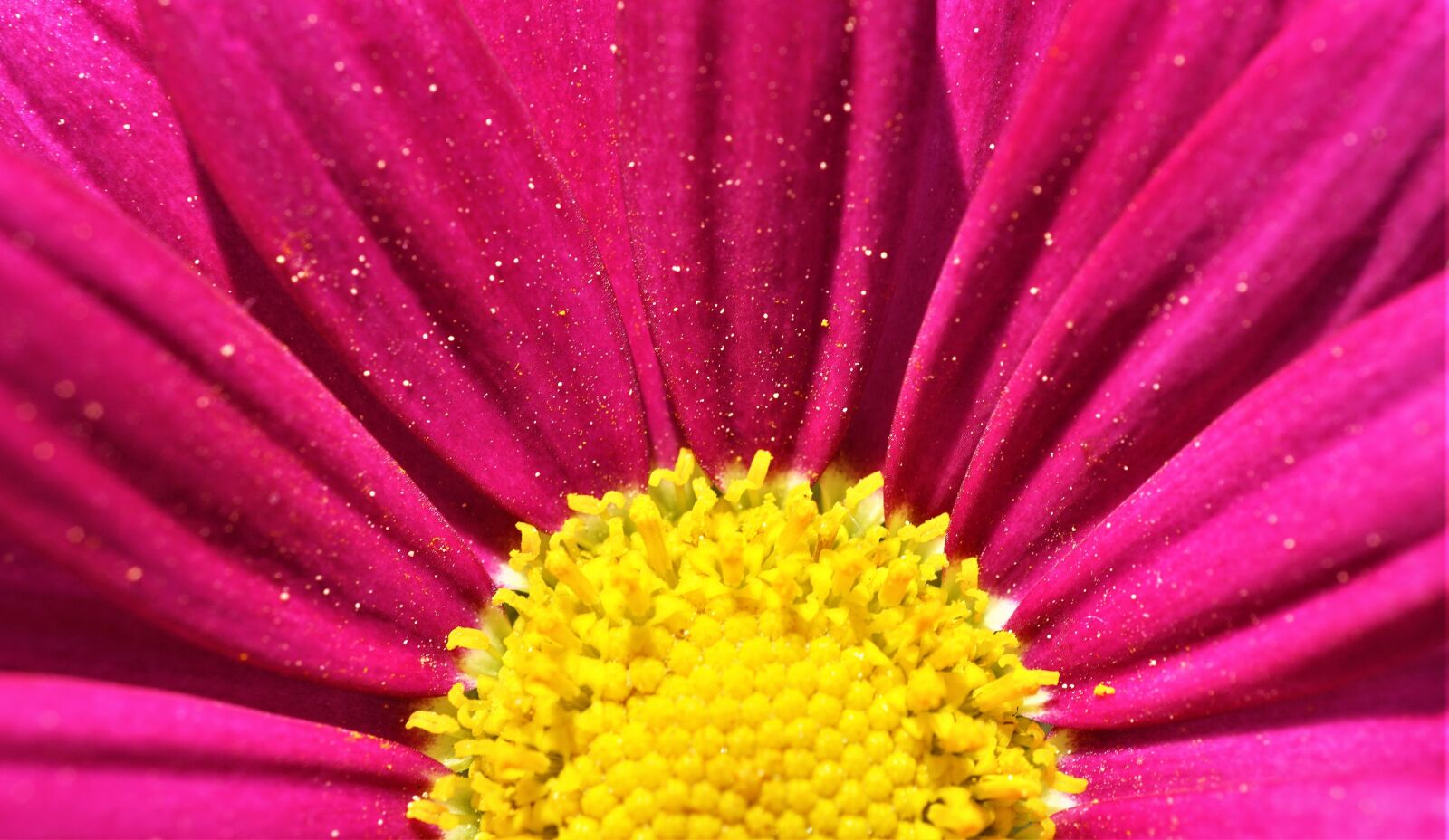 Sony a6000 sample photo. Marguerite, pink, yellow photography