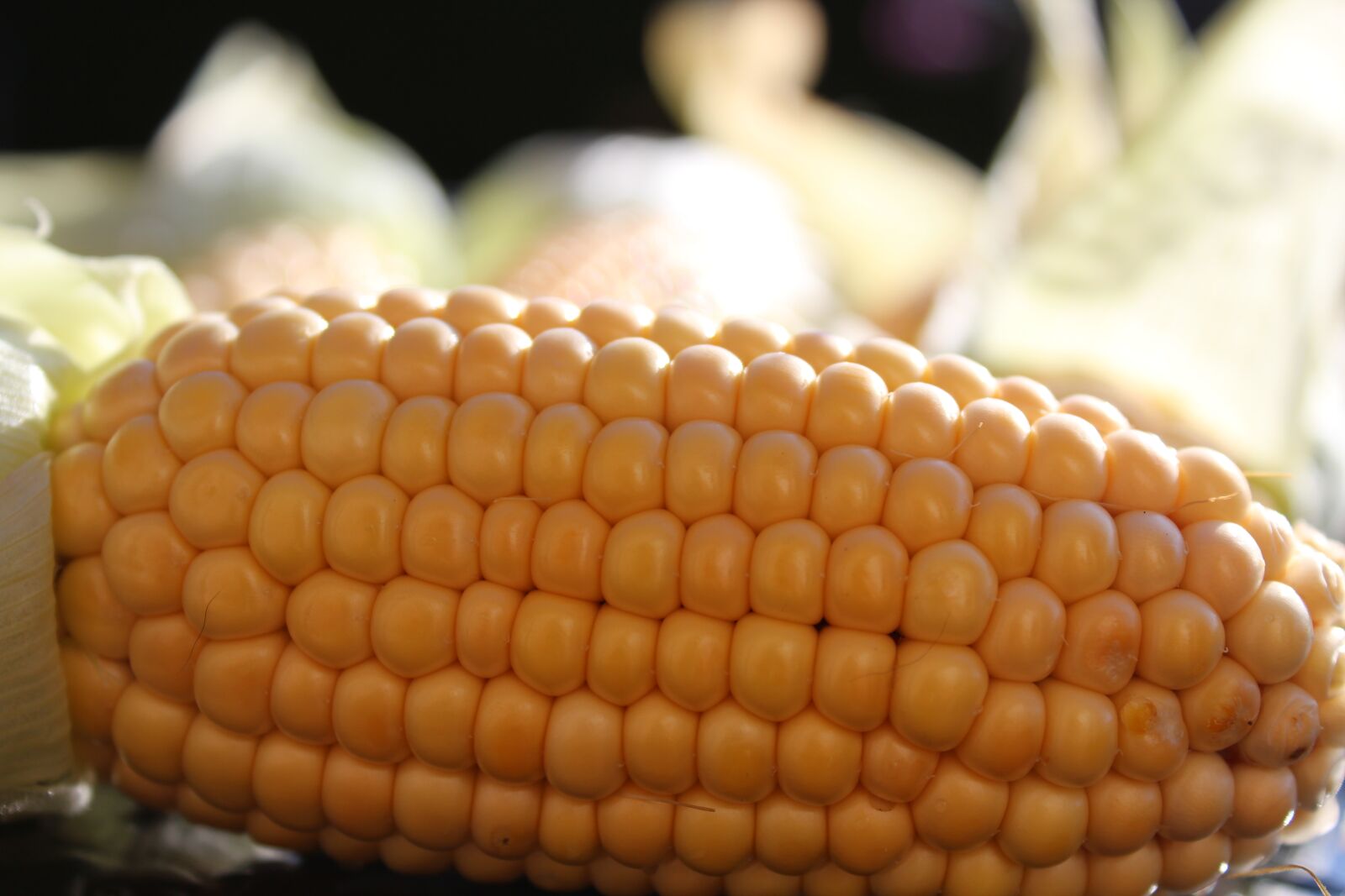 Canon EOS 1200D (EOS Rebel T5 / EOS Kiss X70 / EOS Hi) sample photo. Corn on the cob photography