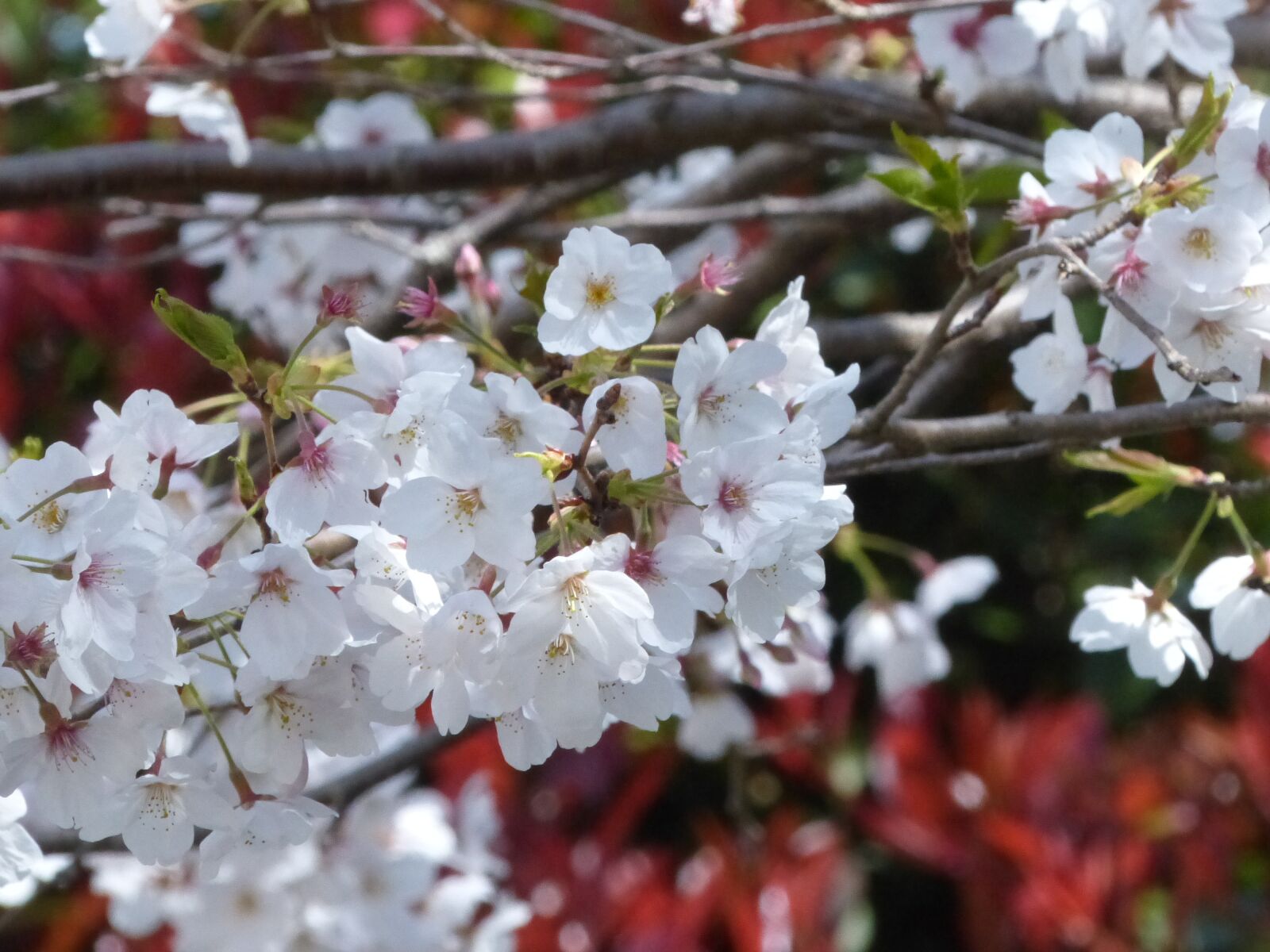 Panasonic Lumix DMC-FZ200 sample photo. Cherry blossoms, sakura, japan photography