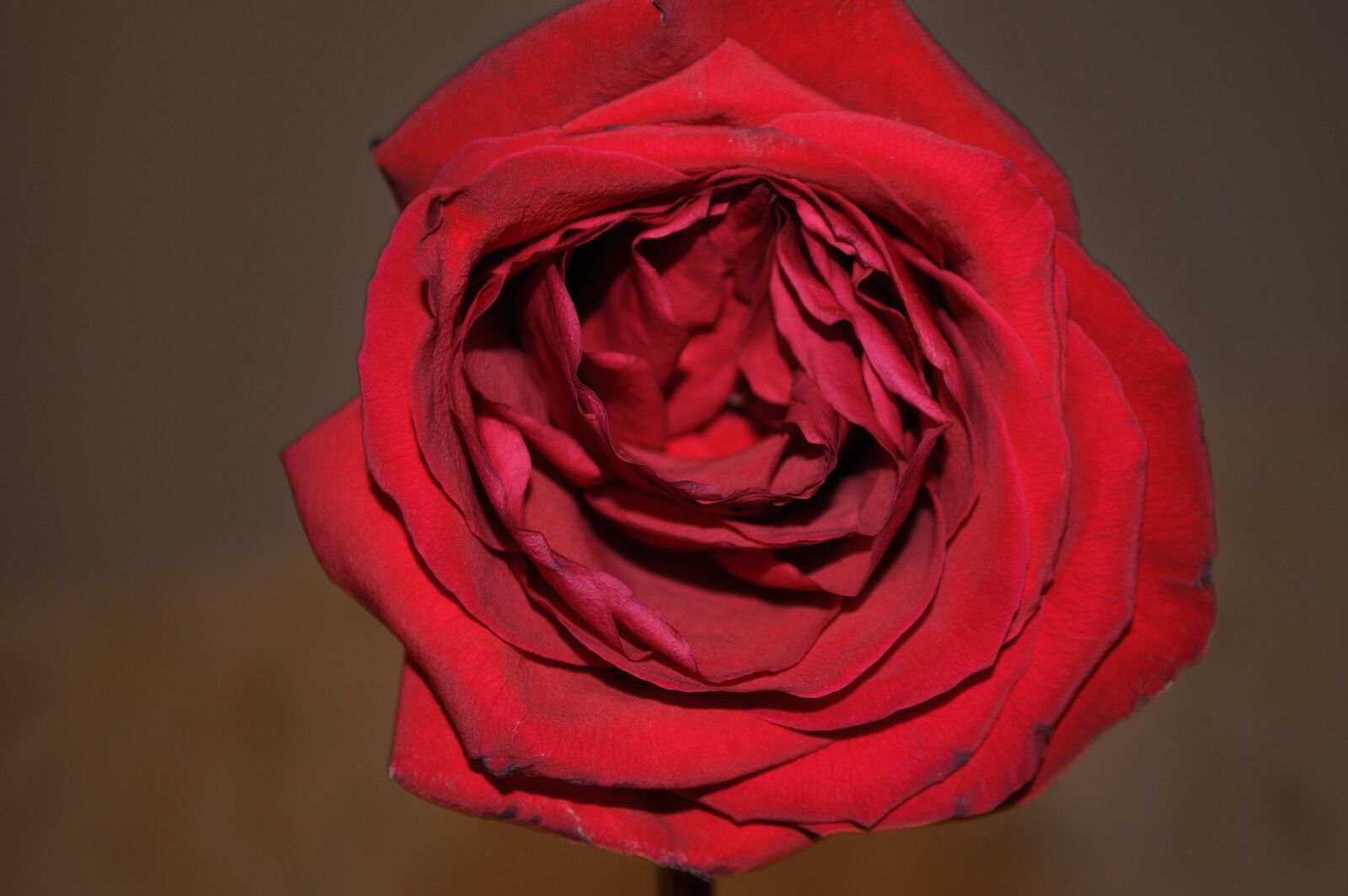 Nikon D5000 sample photo. Flower, rose, love photography