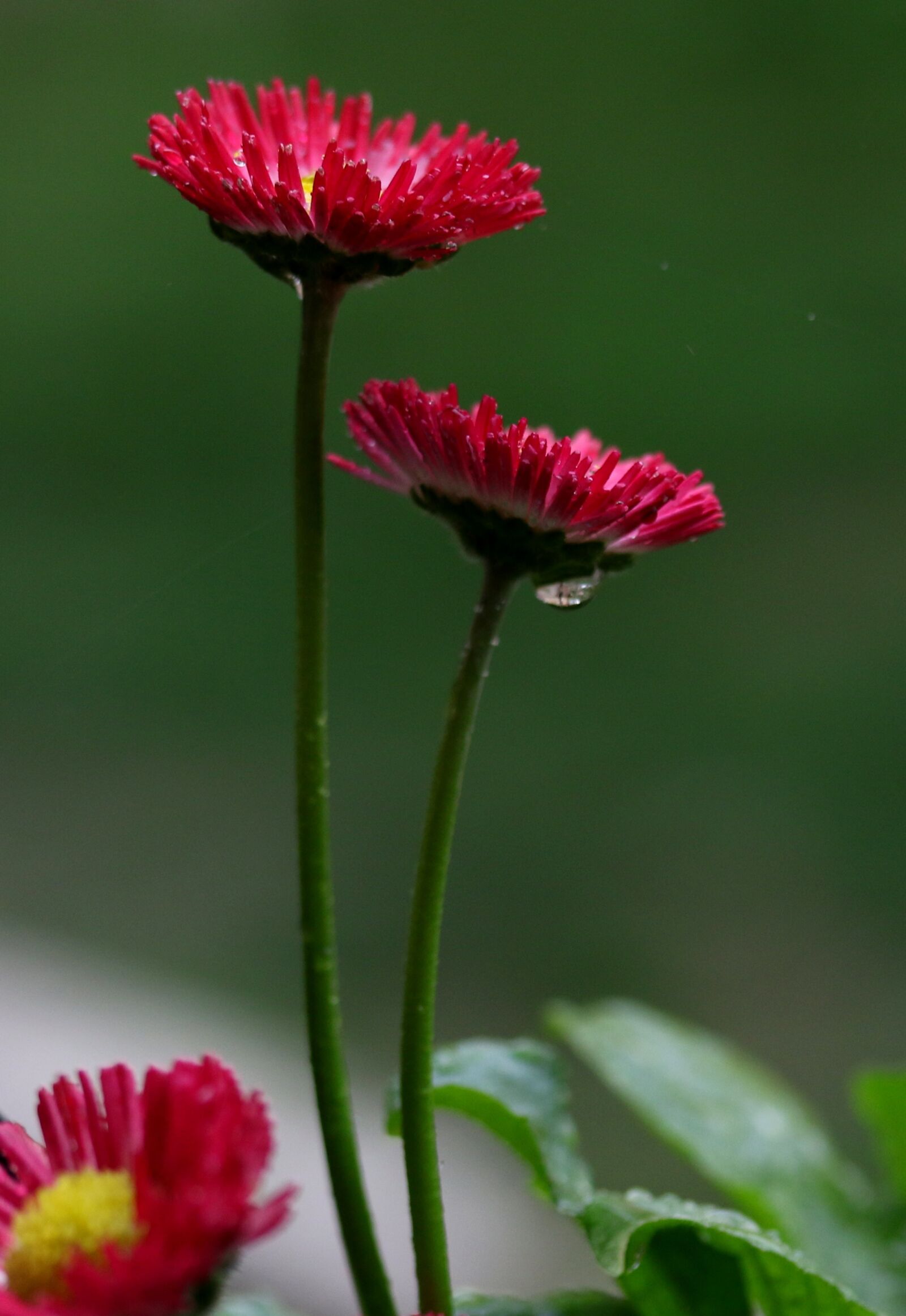 Canon EF-S 60mm F2.8 Macro USM sample photo. Flower, red, spring photography