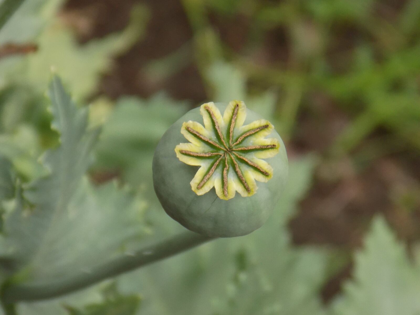 Nikon COOLPIX L340 sample photo. Poppy, flower, green photography