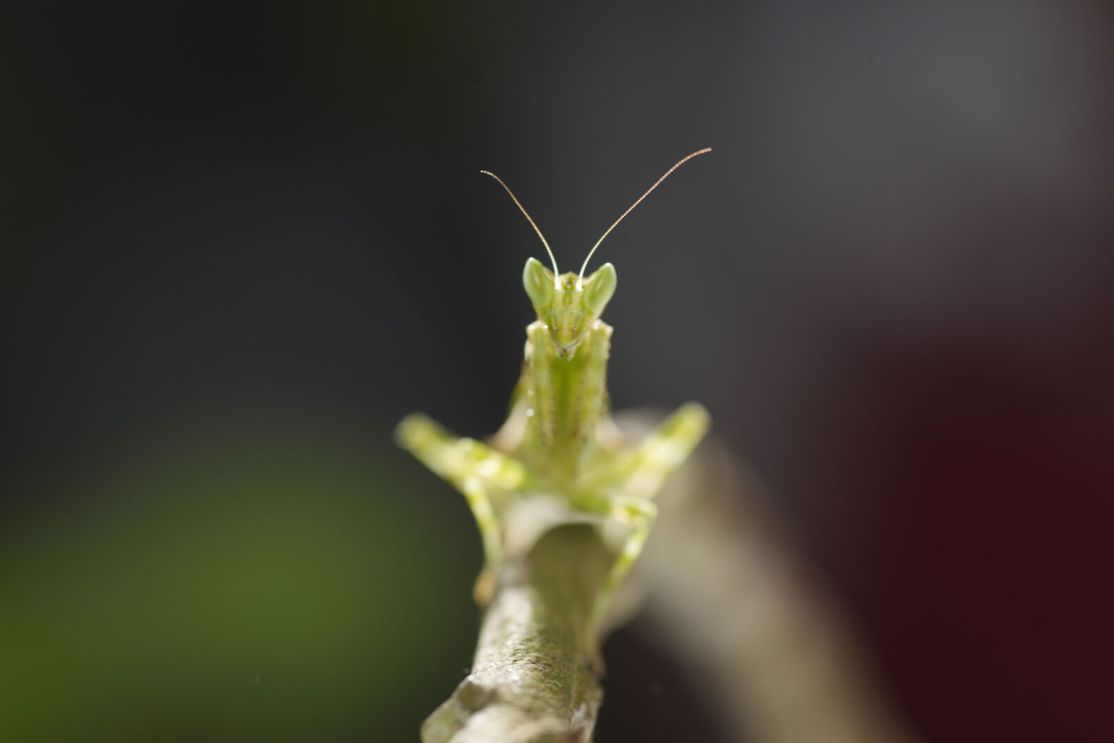 Sony a7R V sample photo