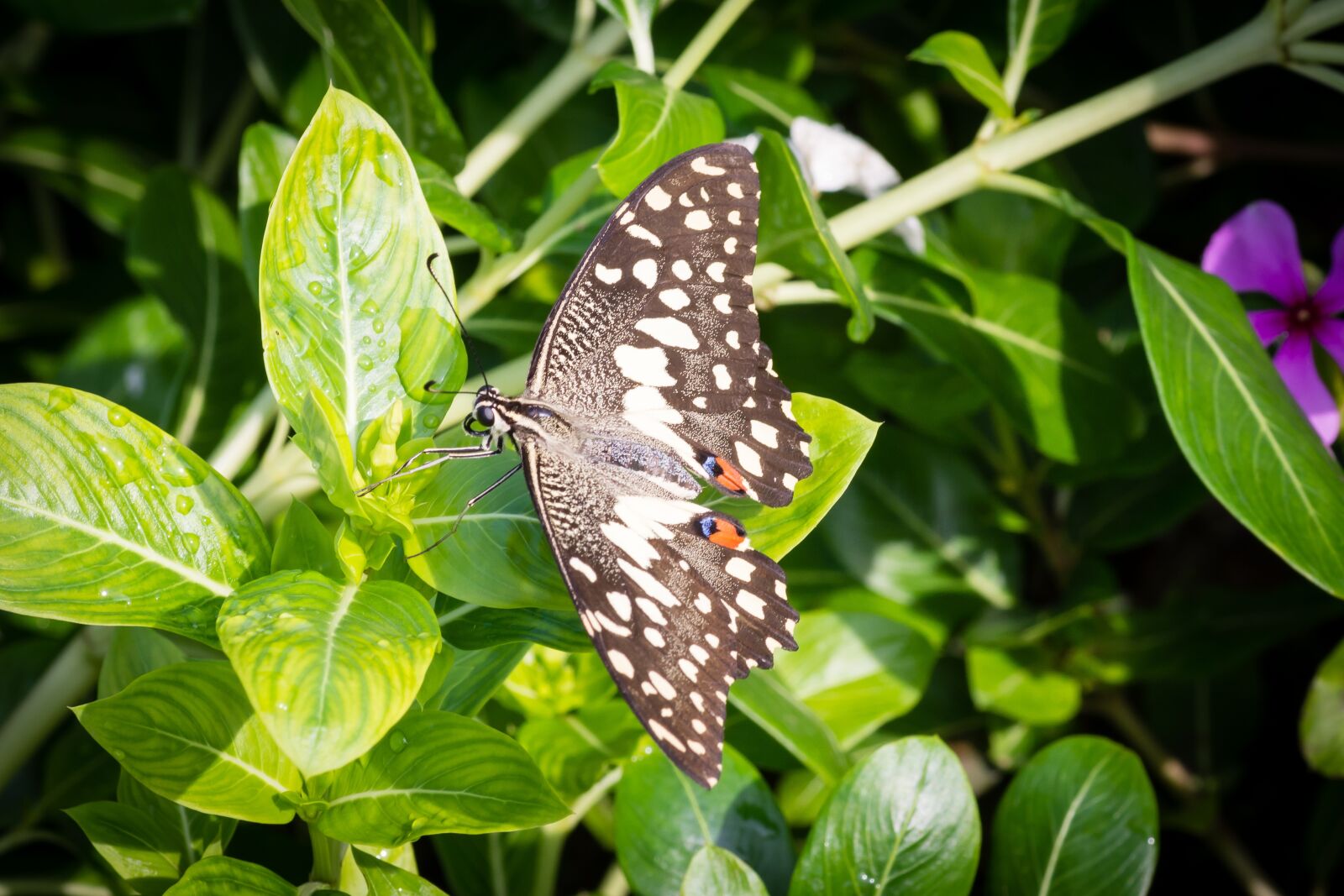 Nikon D7200 sample photo. Butterfly, garden, leaf photography