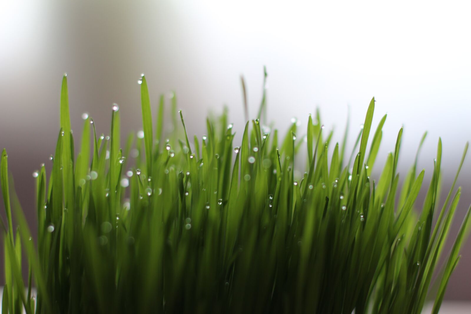 Canon EOS 600D (Rebel EOS T3i / EOS Kiss X5) + Canon EF 50mm F1.4 USM sample photo. Grass, drop of water photography
