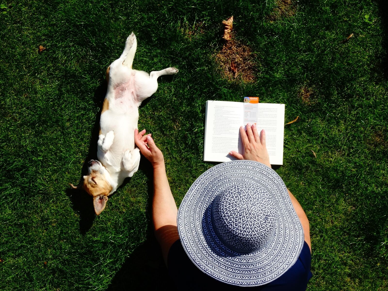 Sony Cyber-shot DSC-HX300 sample photo. Read, doggy, garden photography