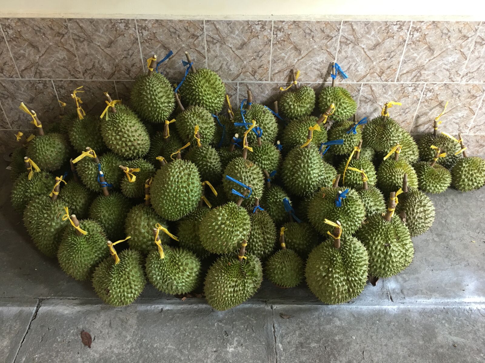 iPhone 6s Plus back camera 4.15mm f/2.2 sample photo. Durian trees, durian fruits photography