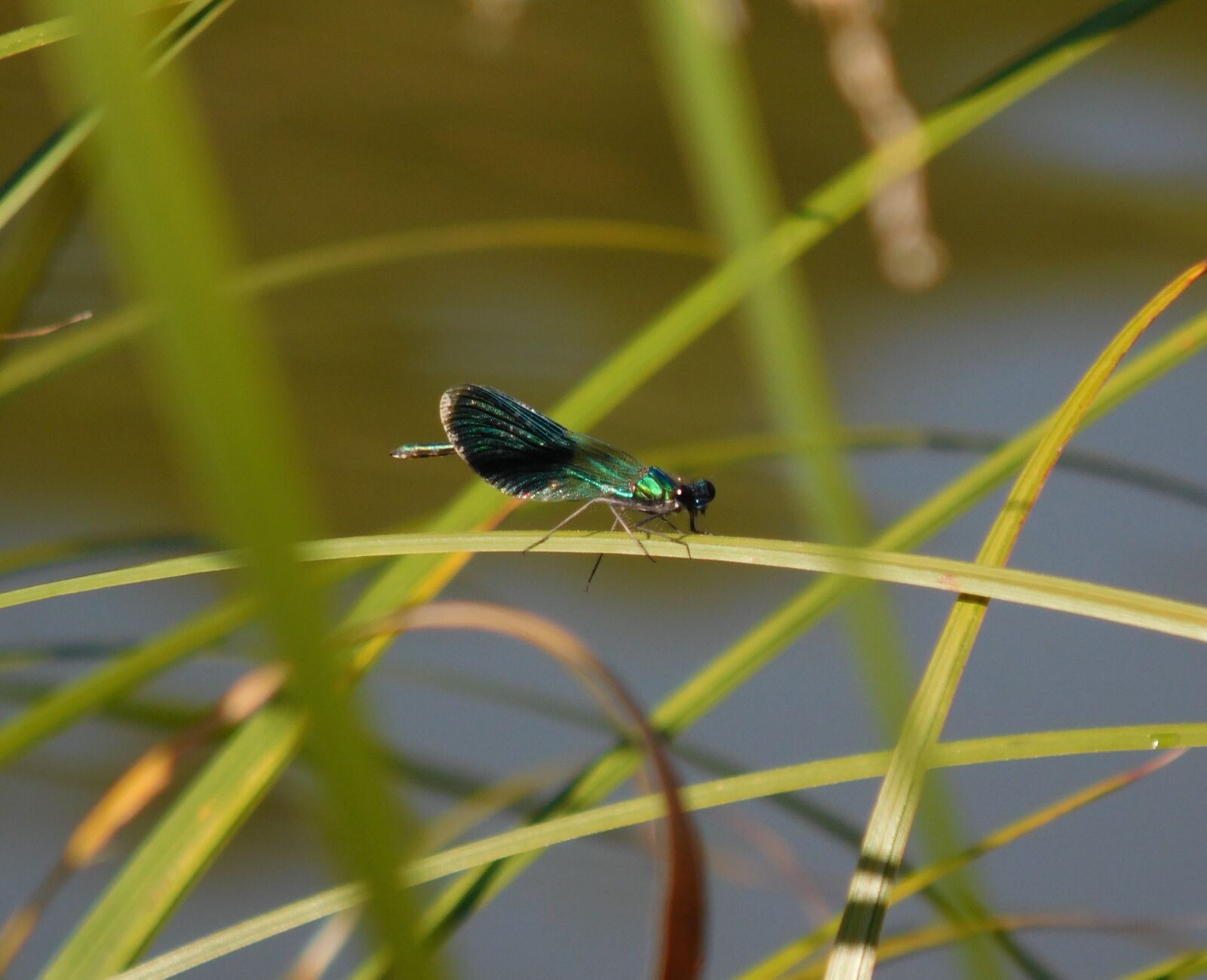 Nikon Coolpix L840 sample photo. Blue, bug, green, lake photography