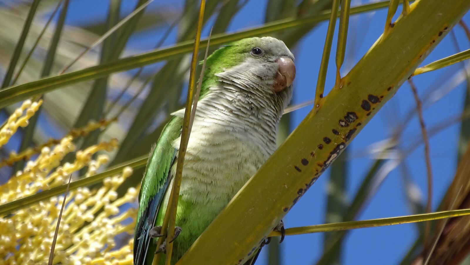 Sony Cyber-shot DSC-HX400V sample photo. Fauna, birds, parakeet photography