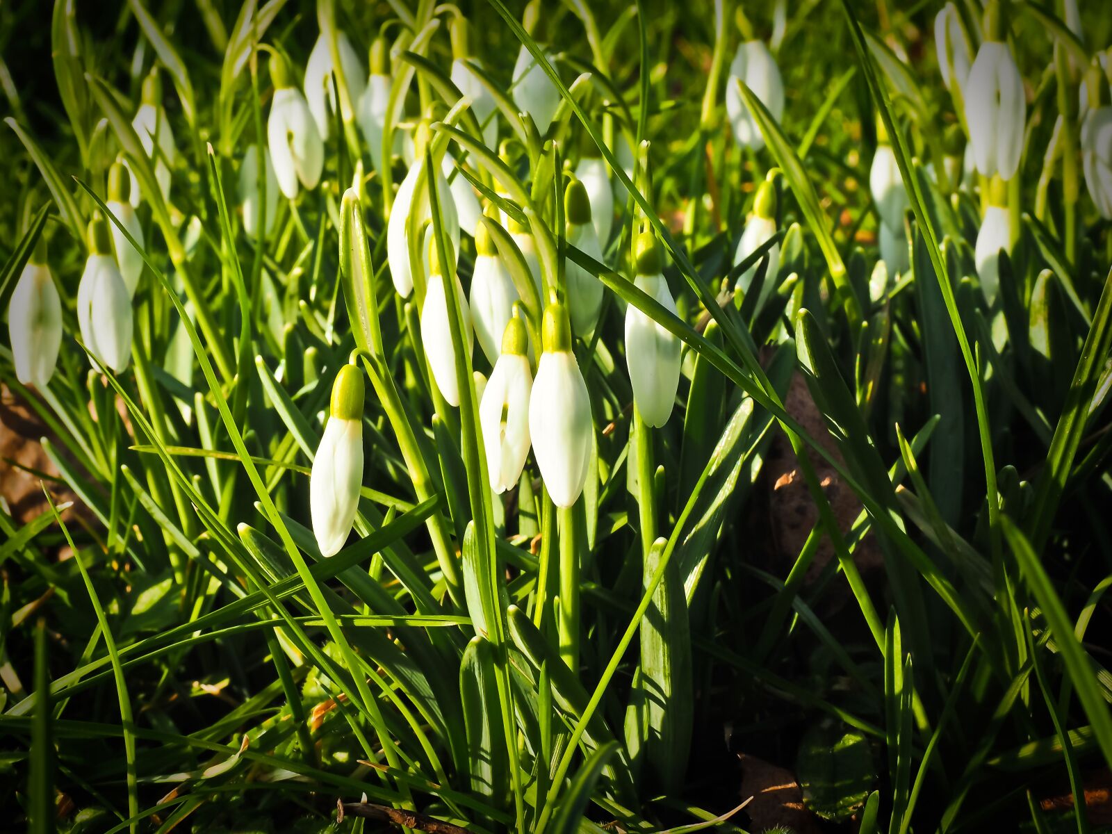 Olympus OM-D E-M10 sample photo. Flower, snowdrop, spring photography