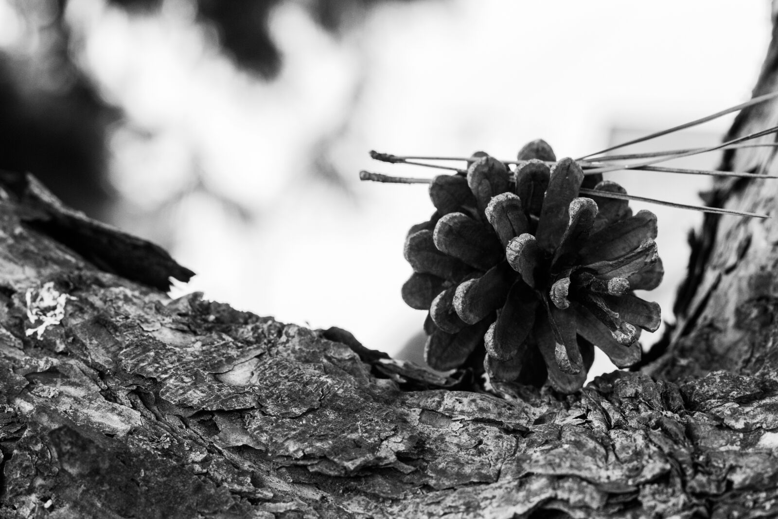 Canon EOS 700D (EOS Rebel T5i / EOS Kiss X7i) + Canon EF 50mm F1.8 STM sample photo. Cone, strain, nature photography