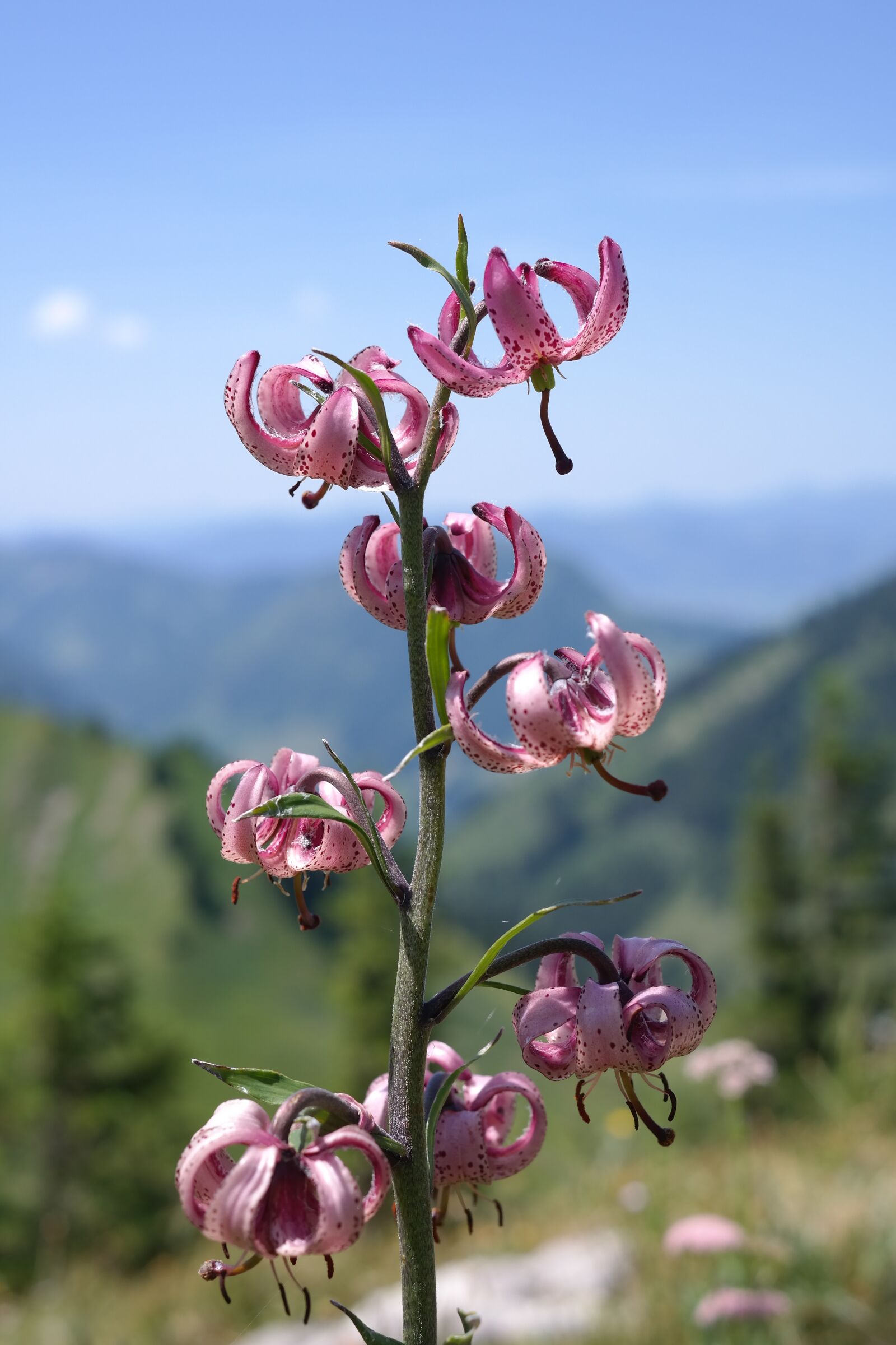 Samsung NX300 sample photo. Turk's cap lily, flower photography