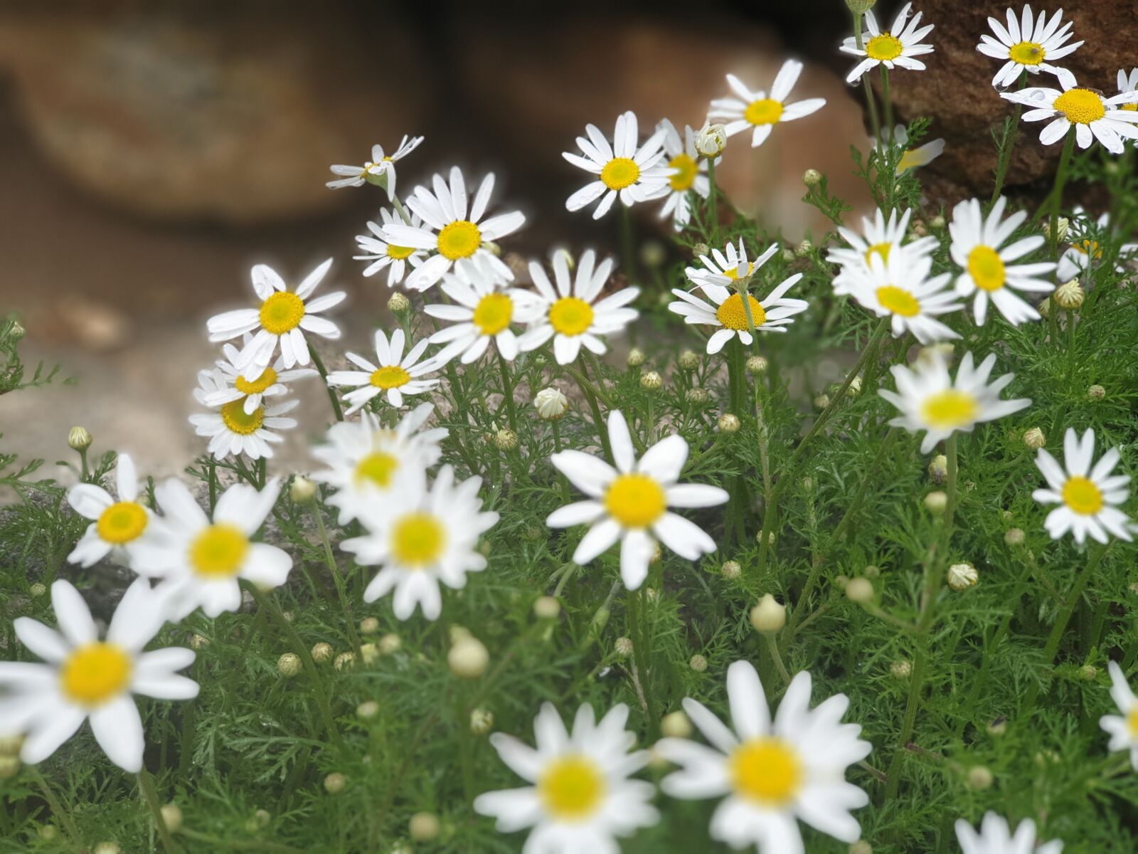 Samsung Galaxy Note9 sample photo. Nature, flowers, spring photography