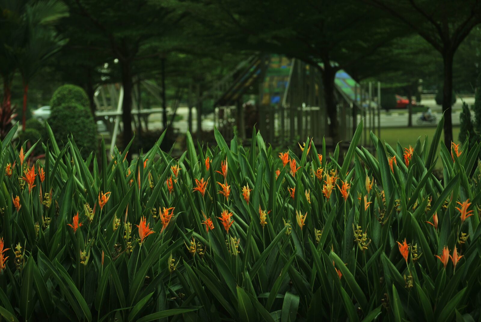 Nikon D60 sample photo. Flower, grass, plant photography