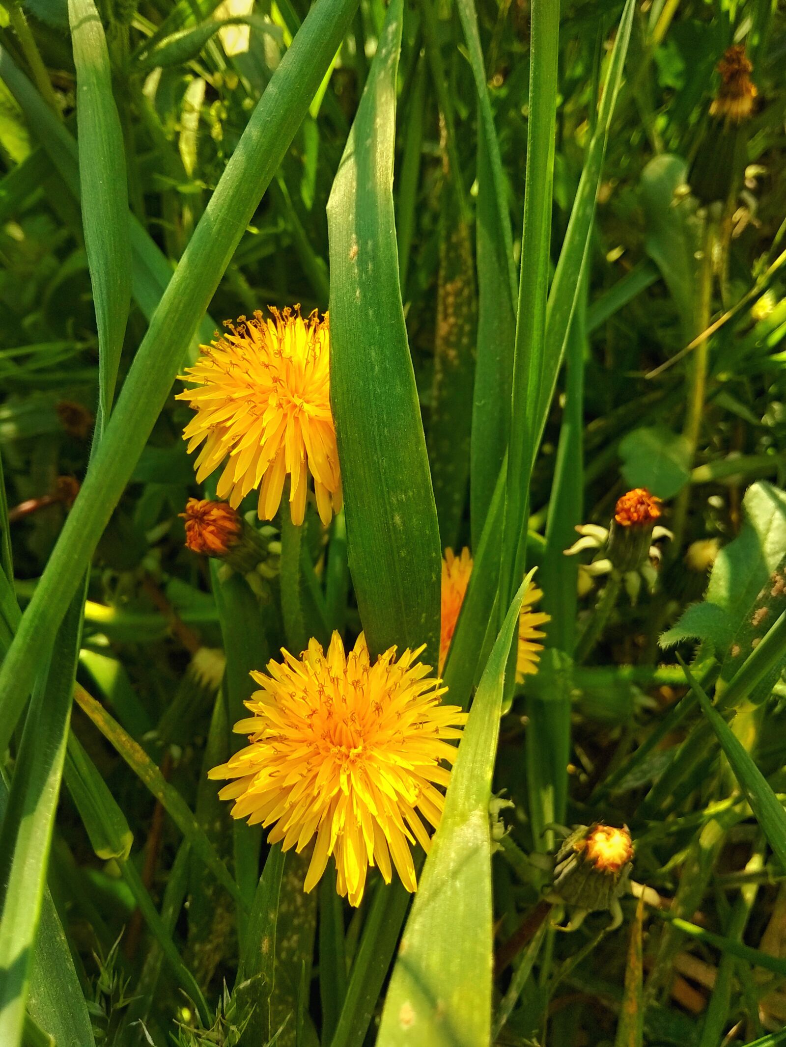 Xiaomi Redmi Note 5A sample photo. Spring, dandelions, bloom photography