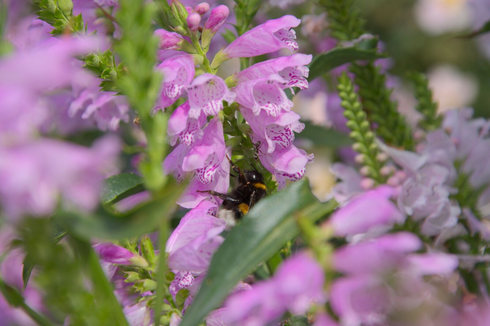 Nikon D5000 sample photo. Flowers, garden, insect photography