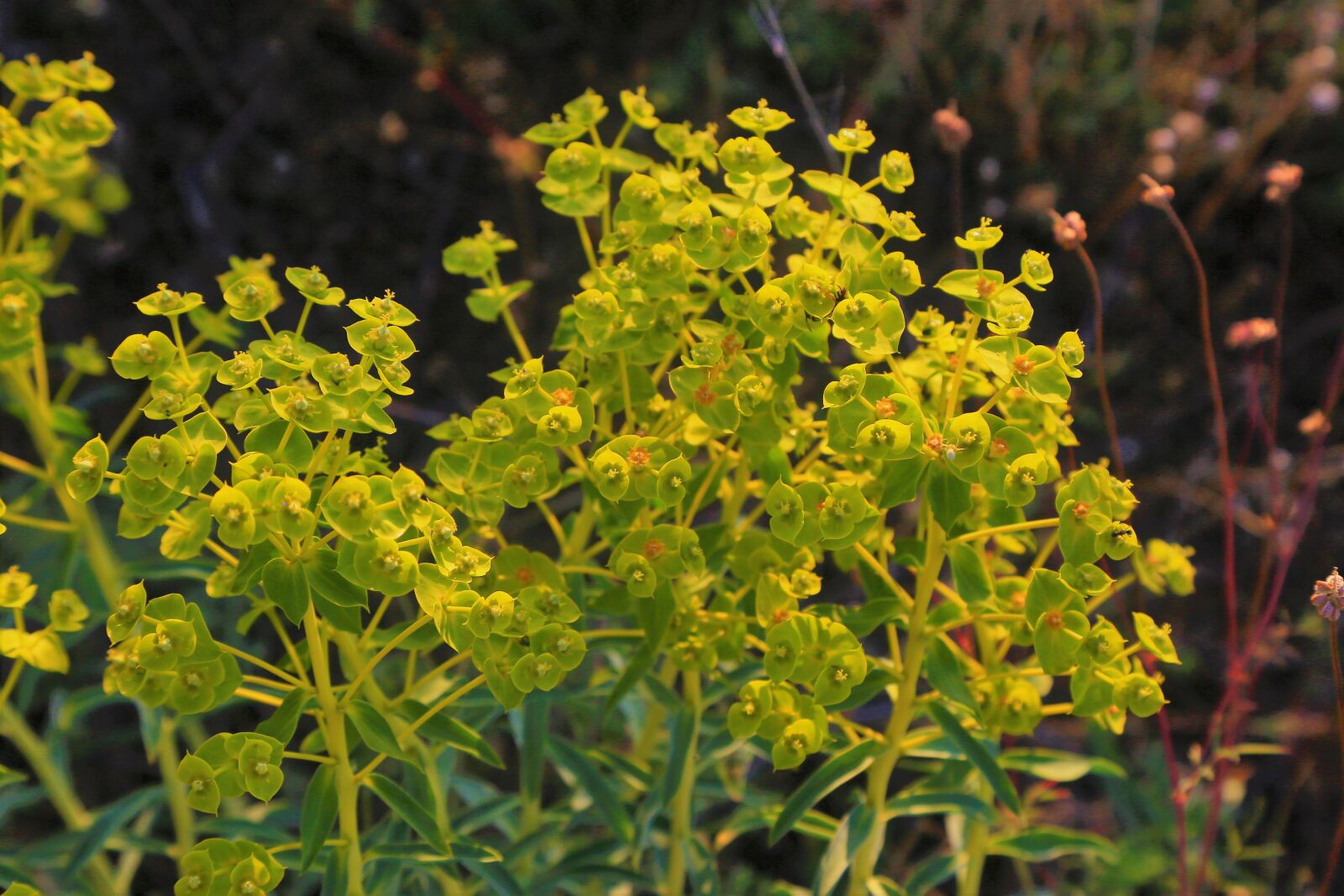 Canon EF 24-105mm F4L IS USM sample photo. Herbs, spring, yellow photography