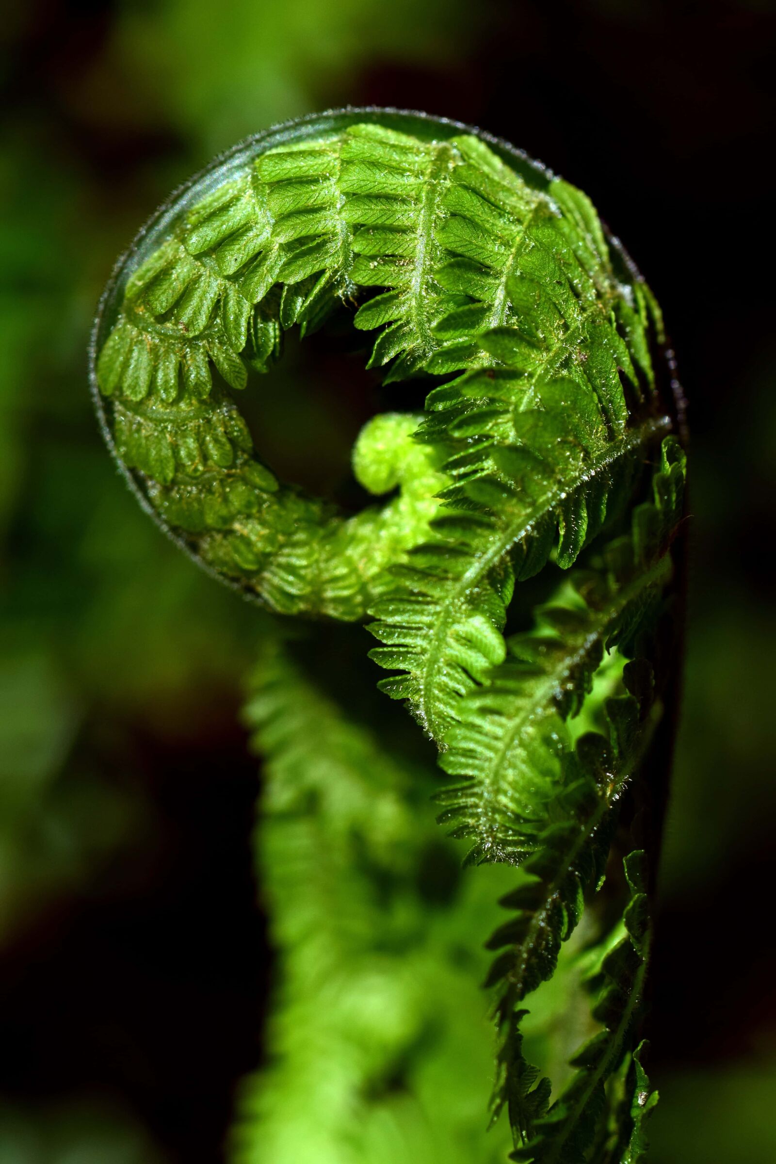 Nikon D3300 sample photo. Fern, garden, flora, plant photography