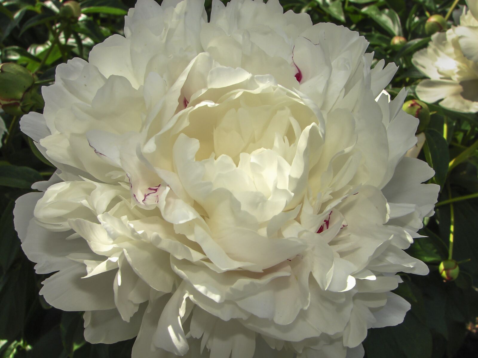 Sony DSC-H2 sample photo. Flower, peony, white photography