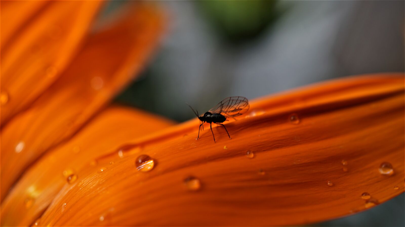 Sony a6000 + Sony E 30mm F3.5 Macro sample photo. Storm fly, insect, small photography
