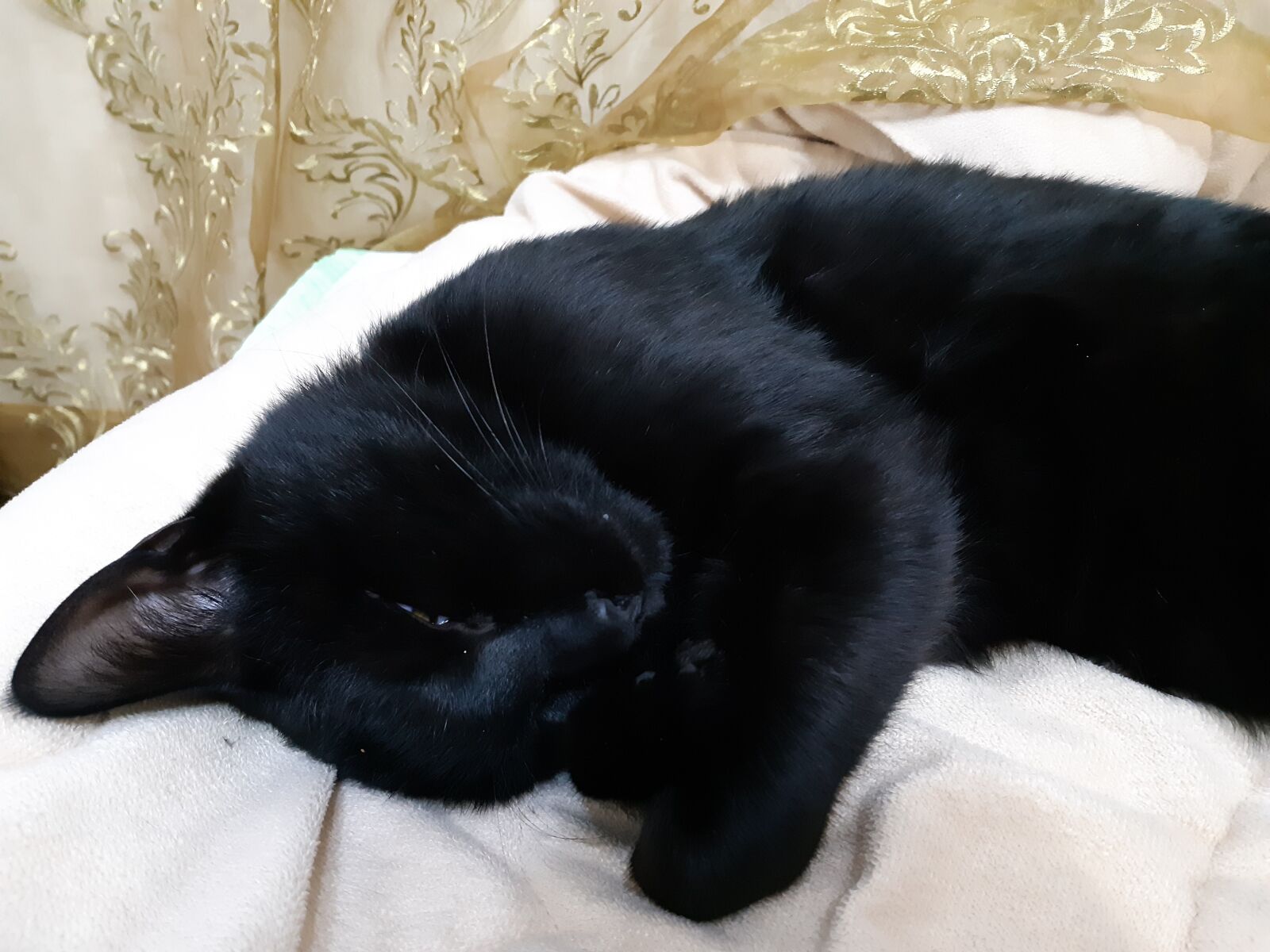 Samsung Galaxy A8(2018) sample photo. Cat, pets, pet photography