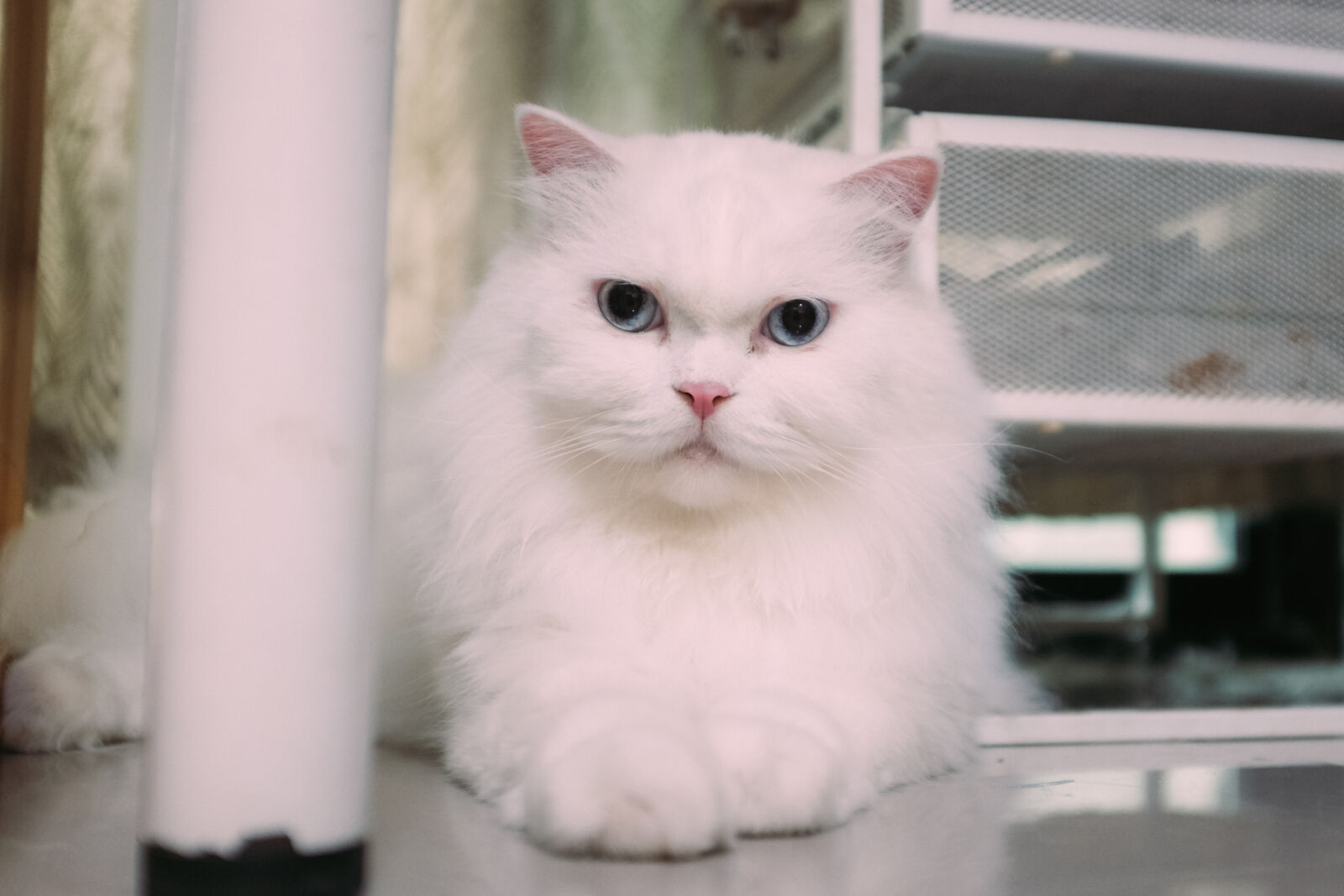 Fujifilm X100T sample photo
