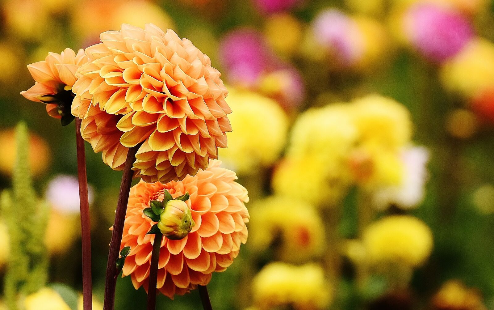 Nikon D7200 sample photo. Dahlia, dahlias, autumn photography
