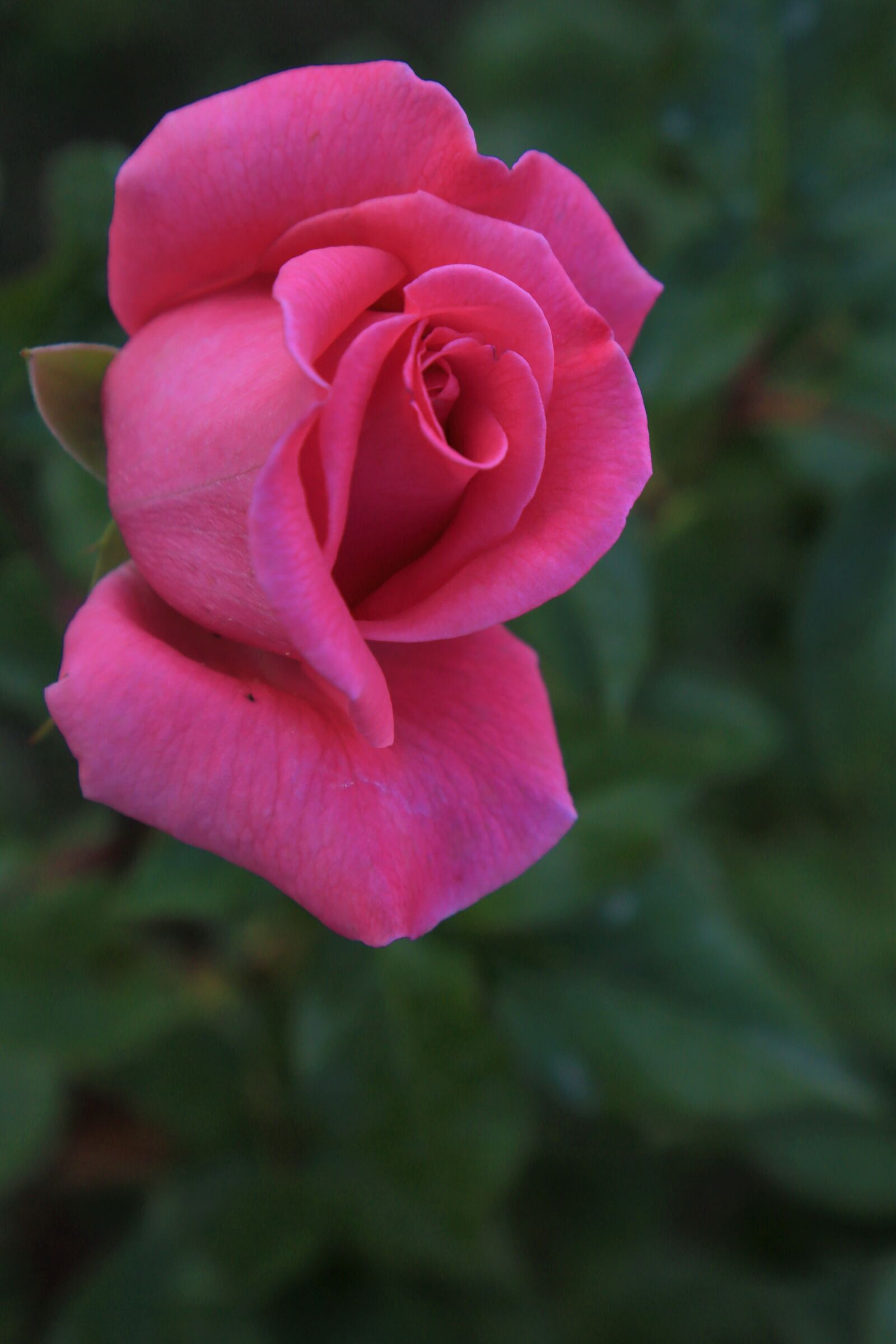 Canon EF 24-105mm F4L IS USM sample photo. Rose, spring, nature photography