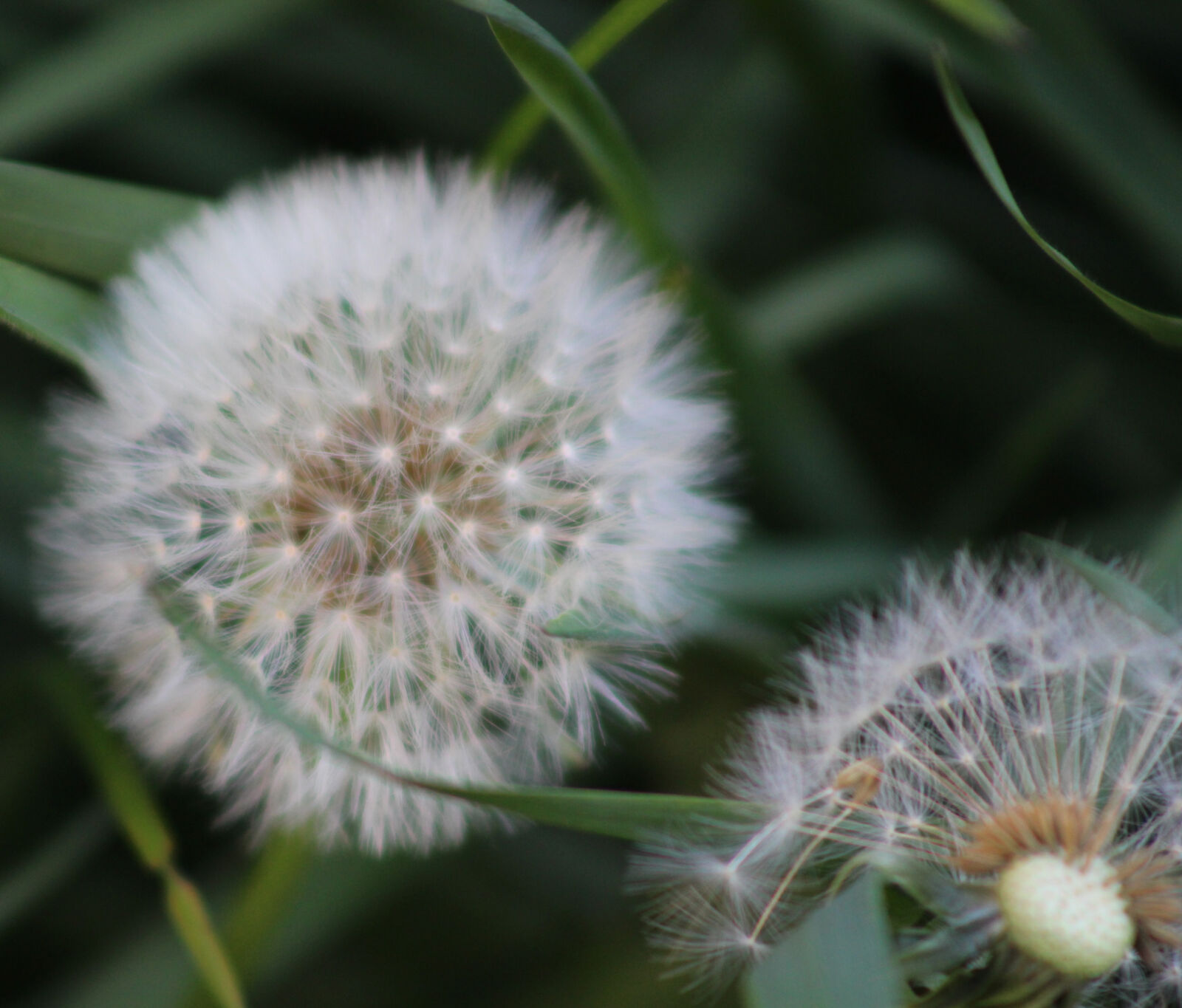 Canon EOS 100D (EOS Rebel SL1 / EOS Kiss X7) sample photo. Dandelion, garden photography