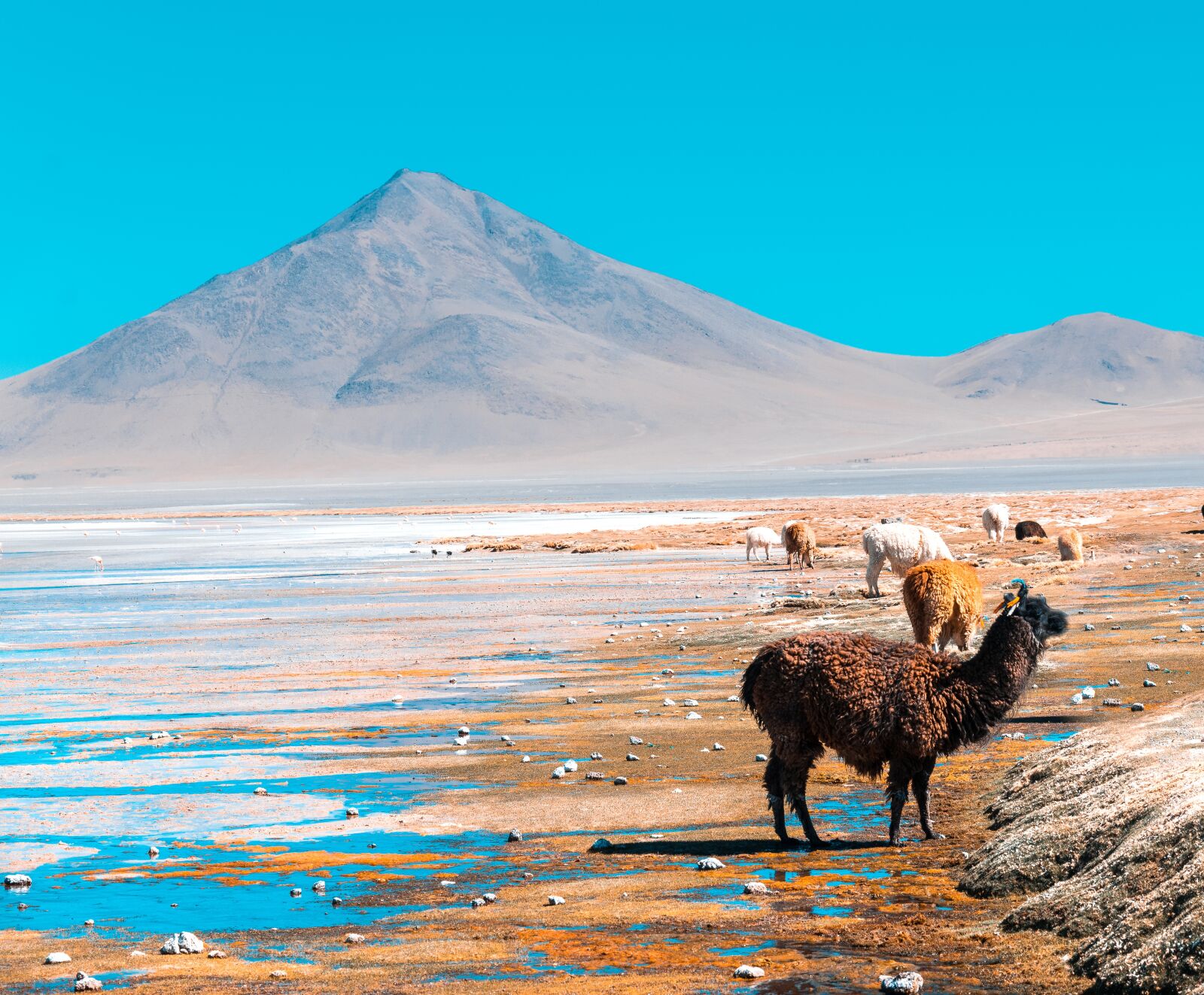 Nikon D5300 sample photo. Bolivia, llamas, south america photography
