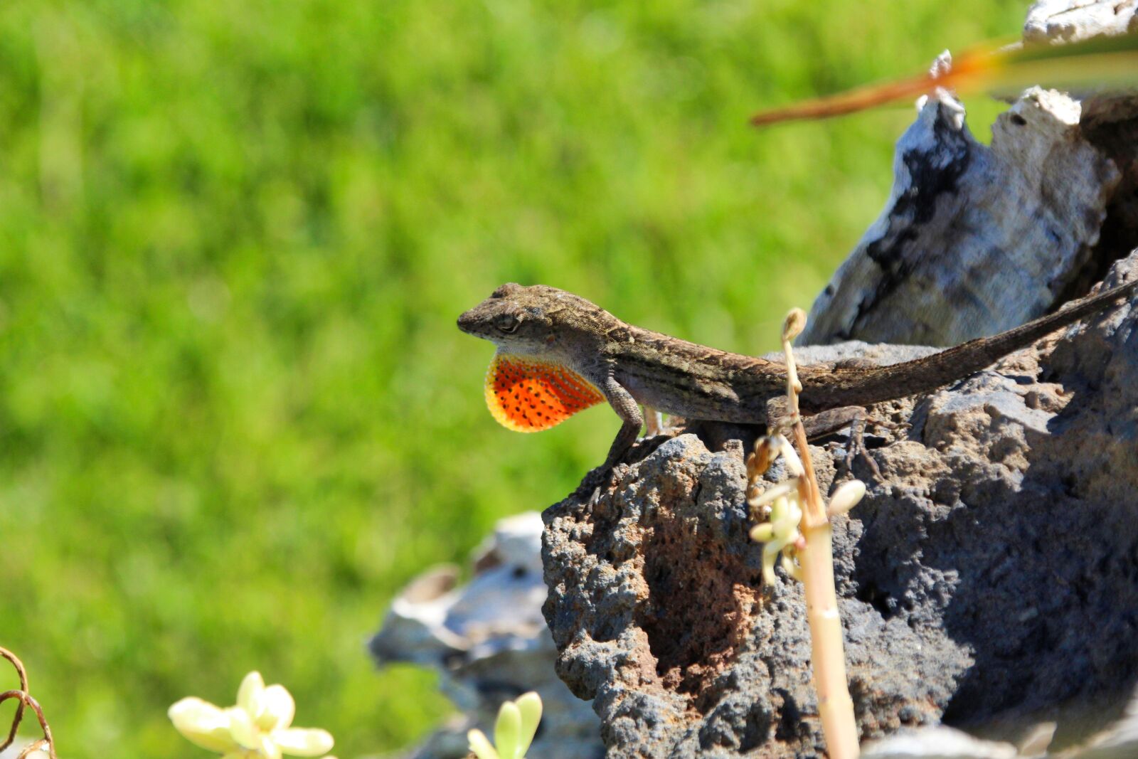 Canon EOS 1200D (EOS Rebel T5 / EOS Kiss X70 / EOS Hi) sample photo. Lizard, nature, animal world photography