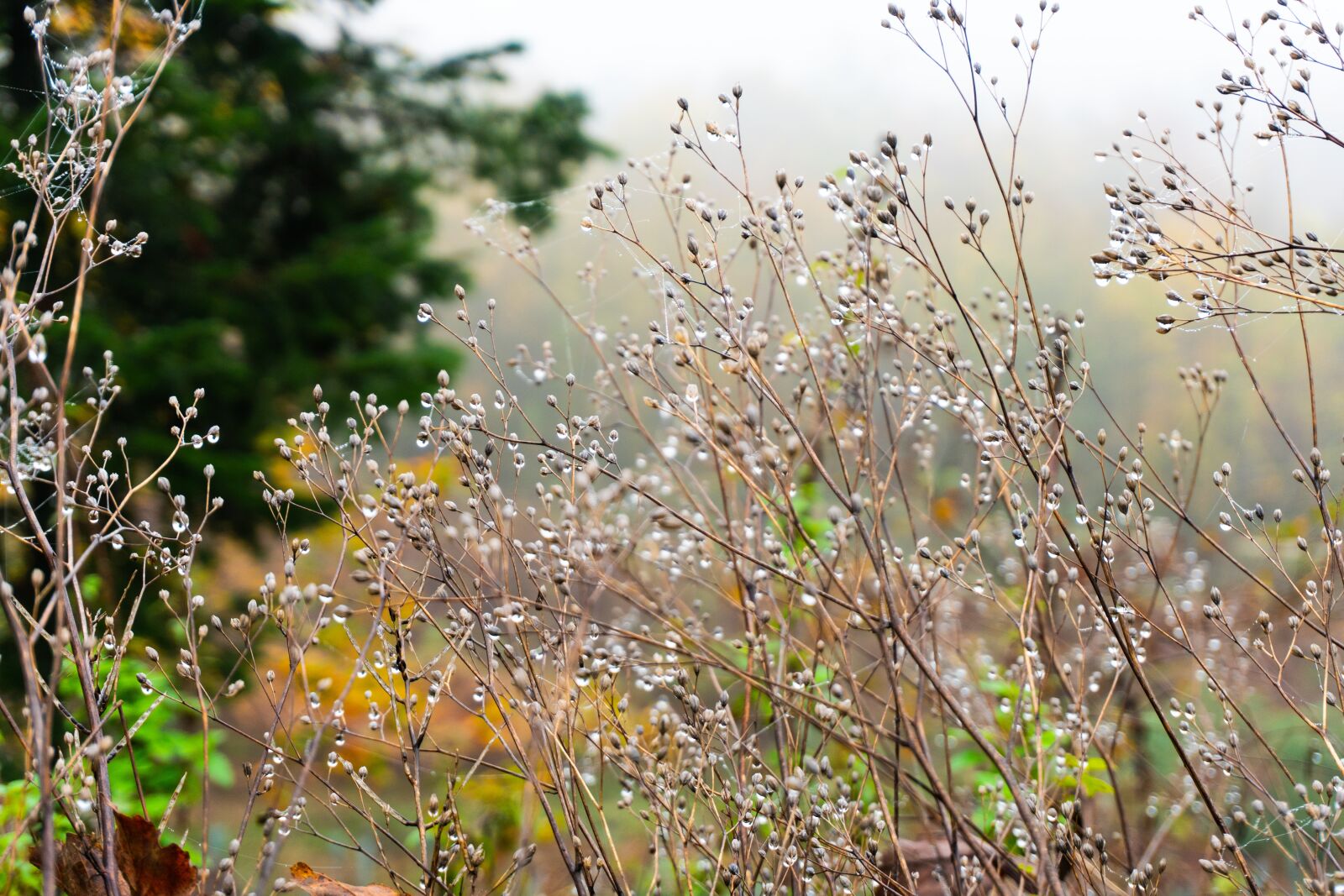 Sony a6500 sample photo. Trees, fog, autumn photography