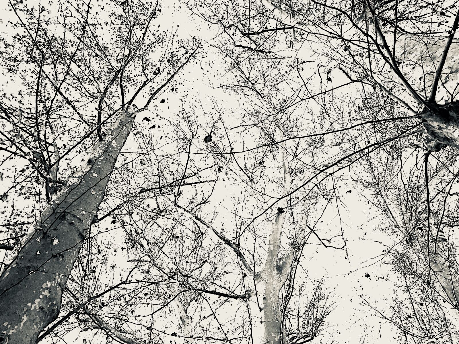 Apple iPhone 6s sample photo. Trees, winter, nature photography